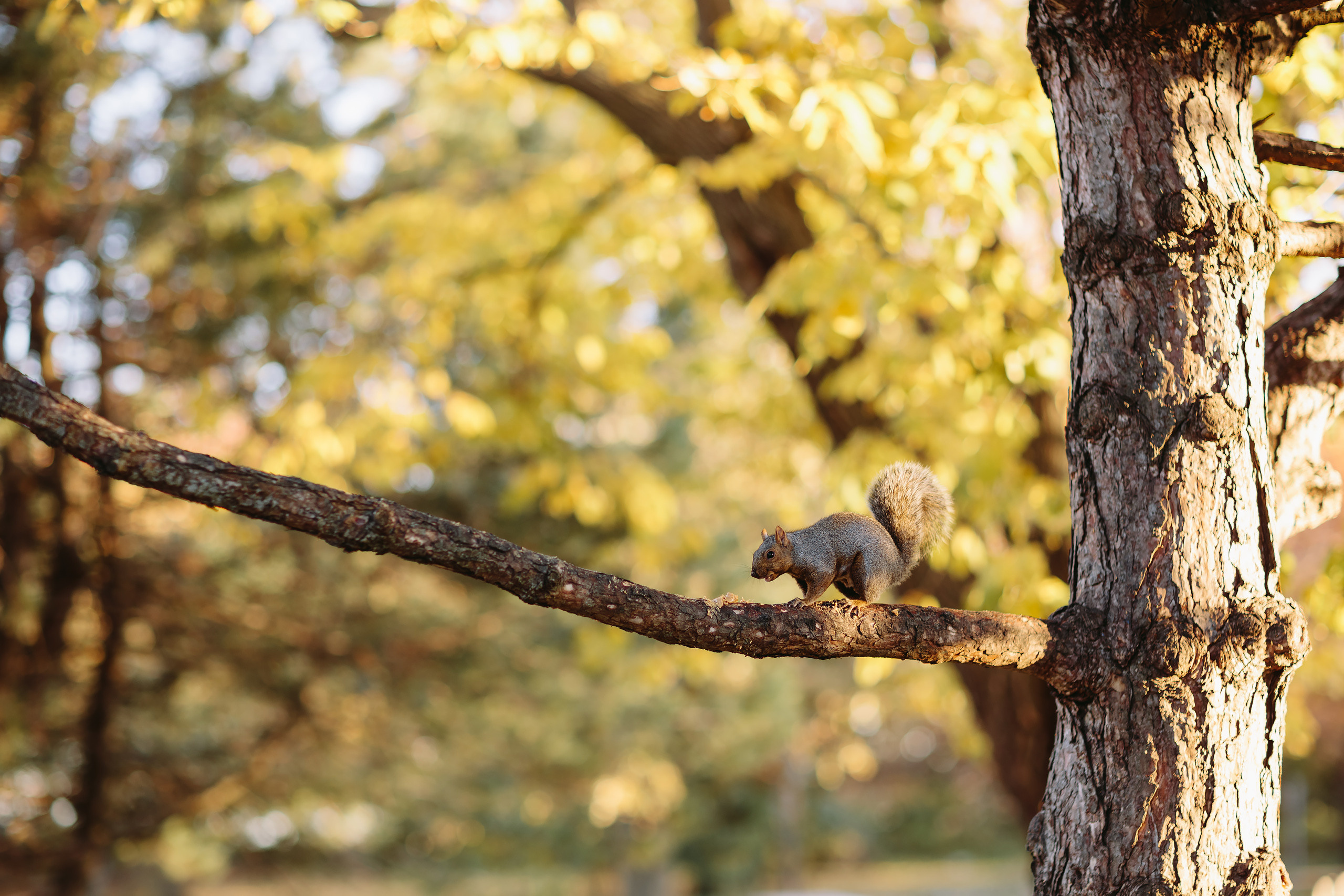 10.31.2021 Wedding. Wedding family event photographer in Chicago Nick Yushevich