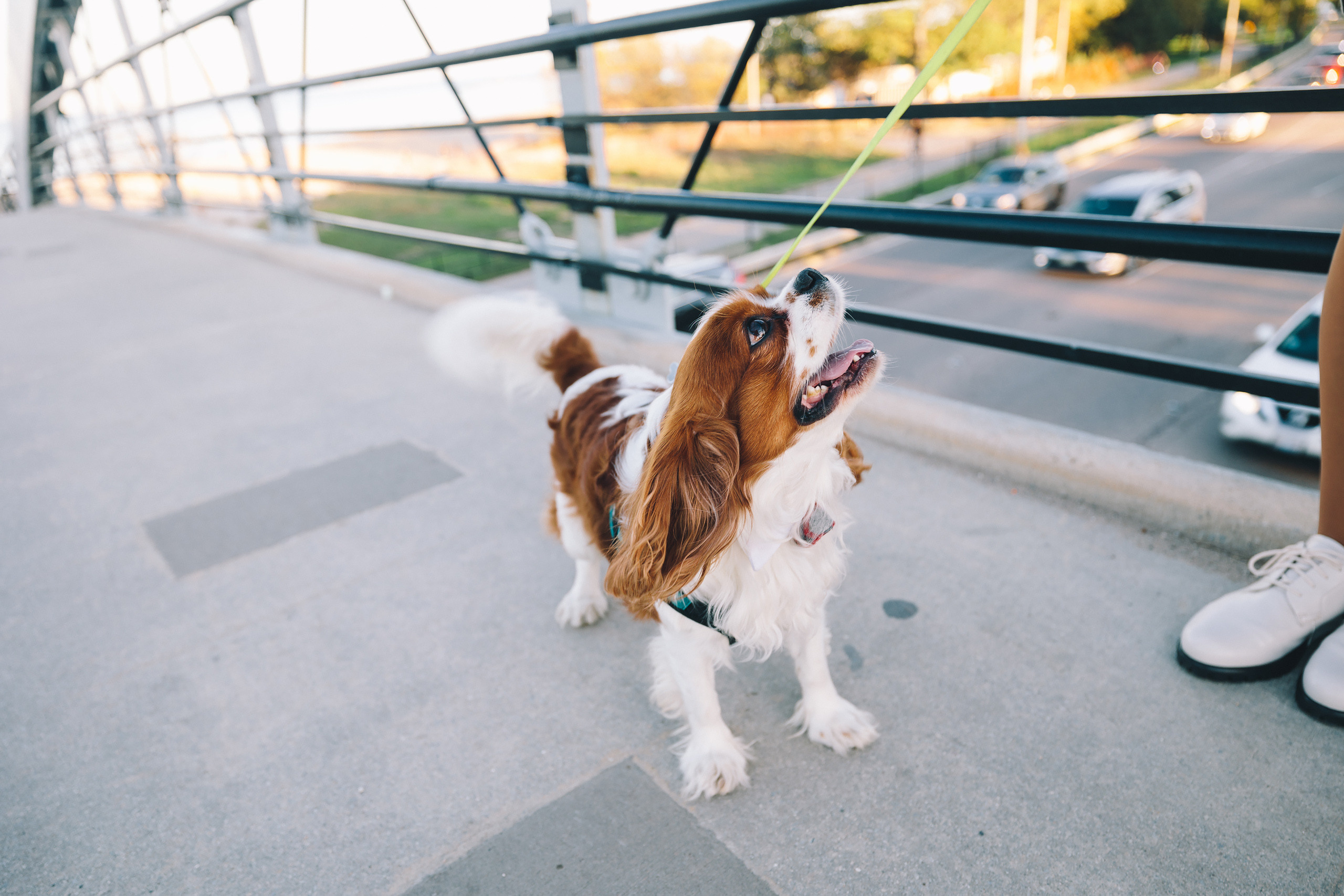 10.18.2021 Walk in Chicago. Wedding family event photographer in Chicago Nick Yushevich