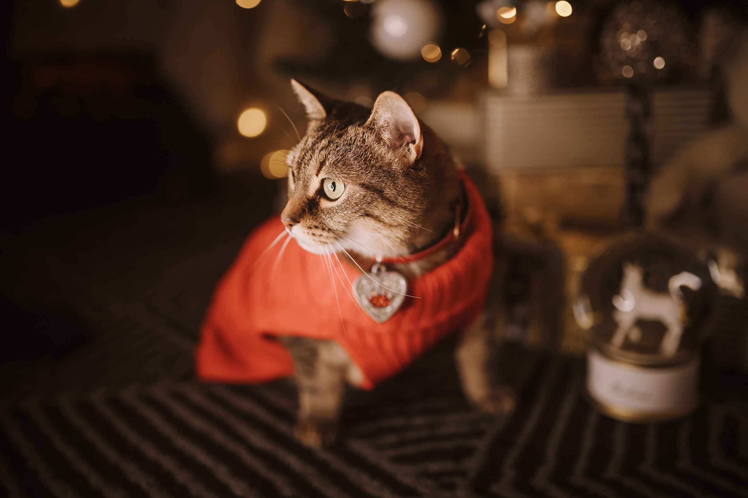 11182021 Christmas Photoshoot 2. Wedding family event photographer in Chicago Nick Yushevich