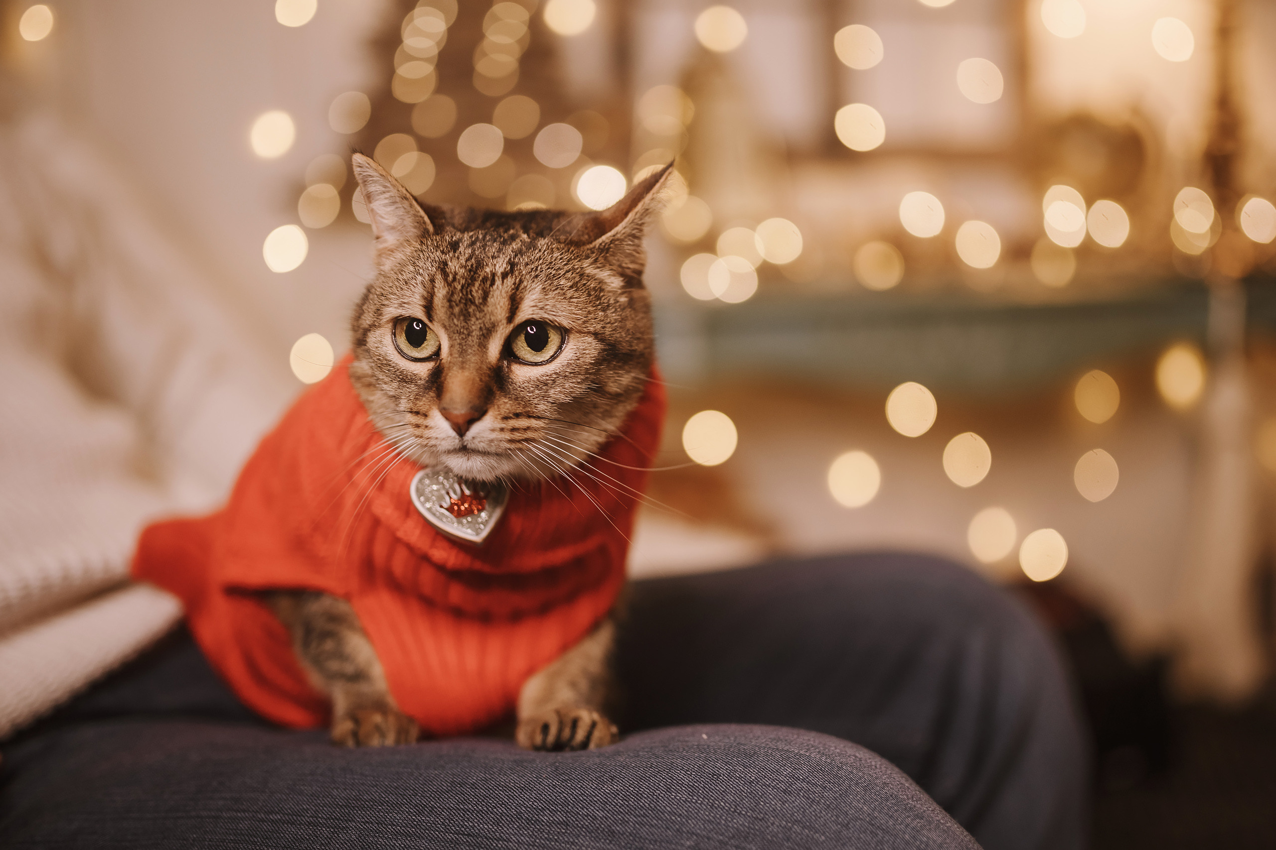 11182021 Christmas Photoshoot 2. Wedding family event photographer in Chicago Nick Yushevich