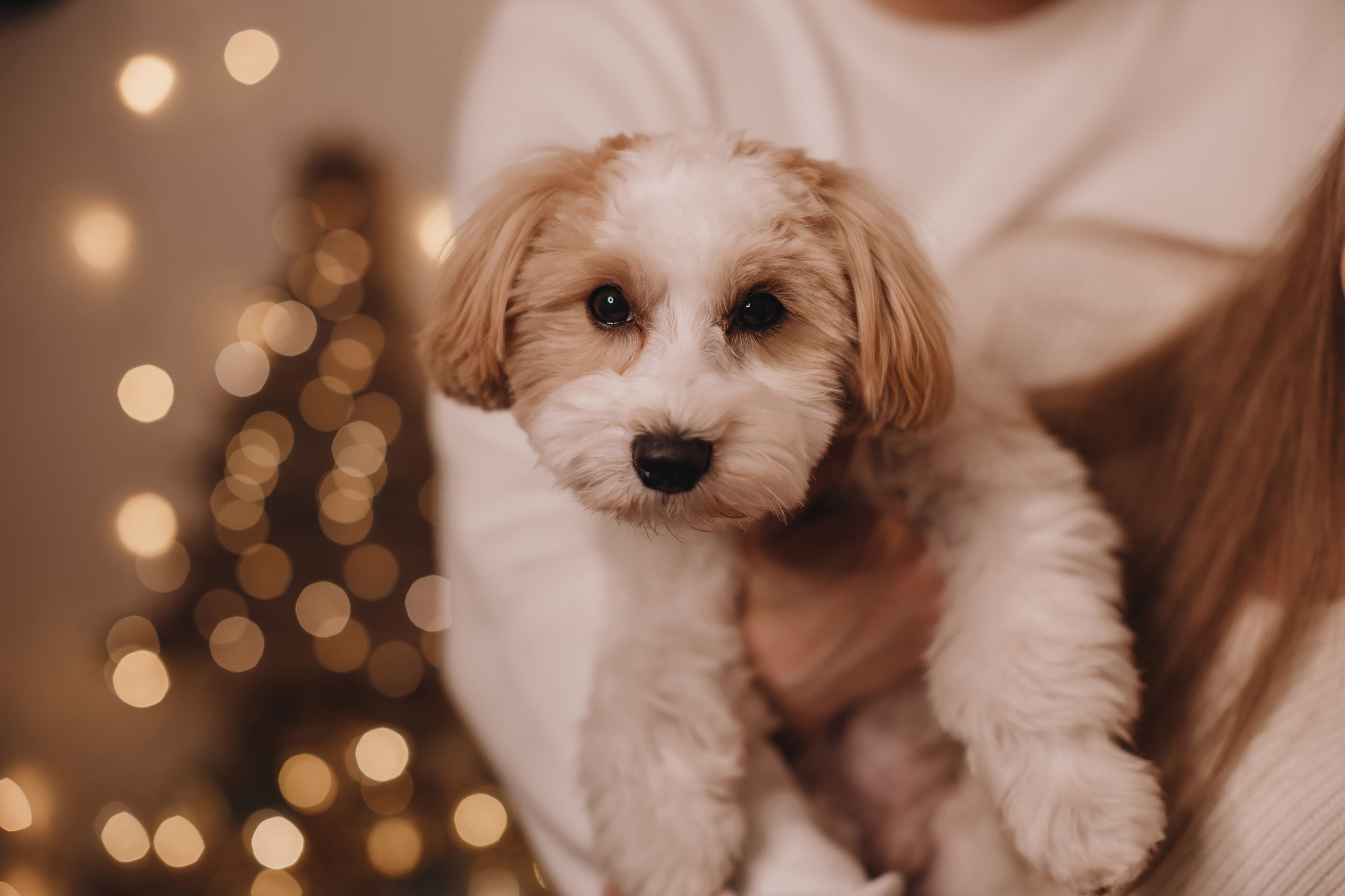 12142021 Christmas Photoshoot 14. Wedding family event photographer in Chicago Nick Yushevich