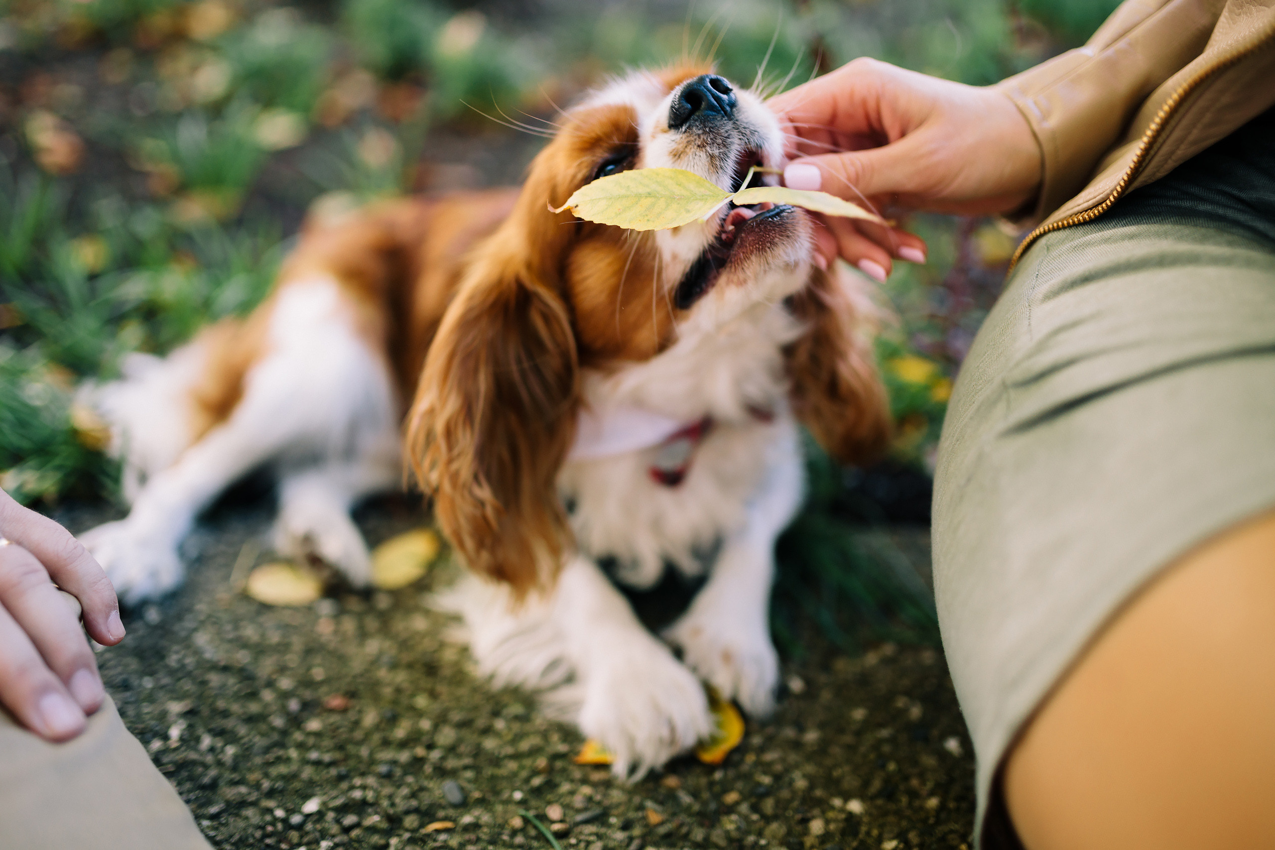 10.18.2021 Walk in Chicago. Wedding family event photographer in Chicago Nick Yushevich