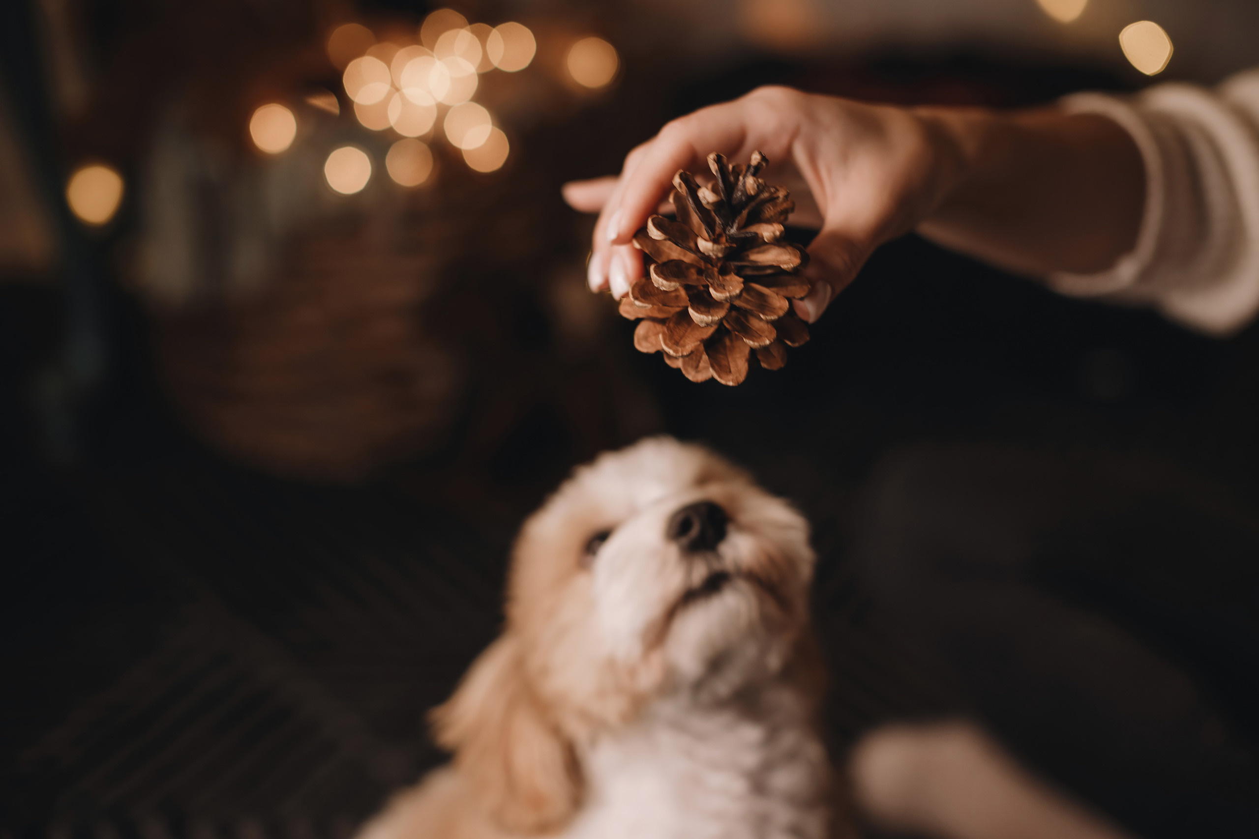 12142021 Christmas Photoshoot 14. Wedding family event photographer in Chicago Nick Yushevich