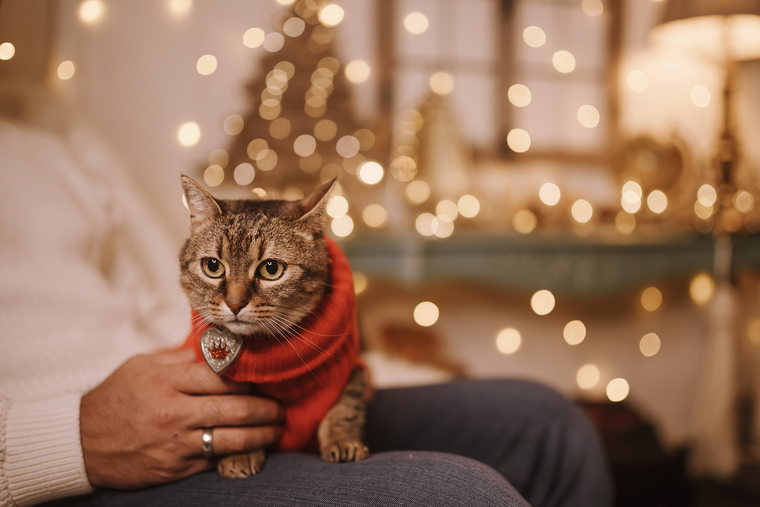 11182021 Christmas Photoshoot 2. Wedding family event photographer in Chicago Nick Yushevich