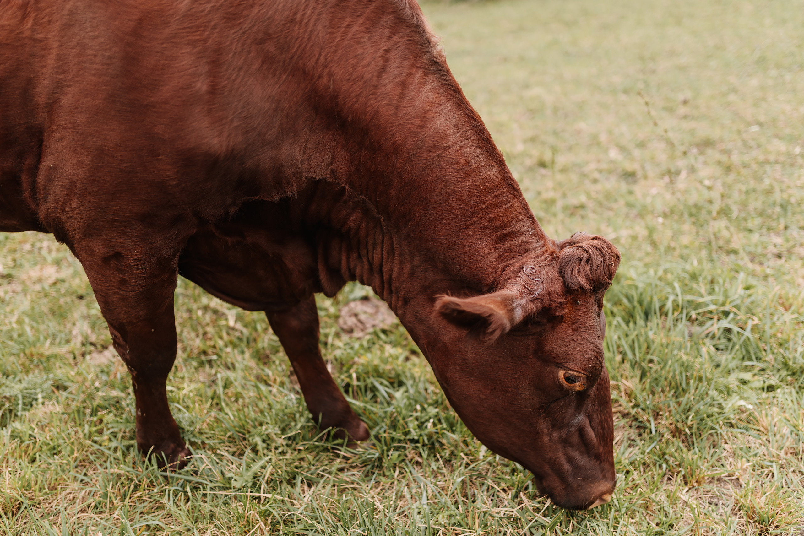 09.26.2021 Family photoshoot. Wedding family event photographer in Chicago Nick Yushevich