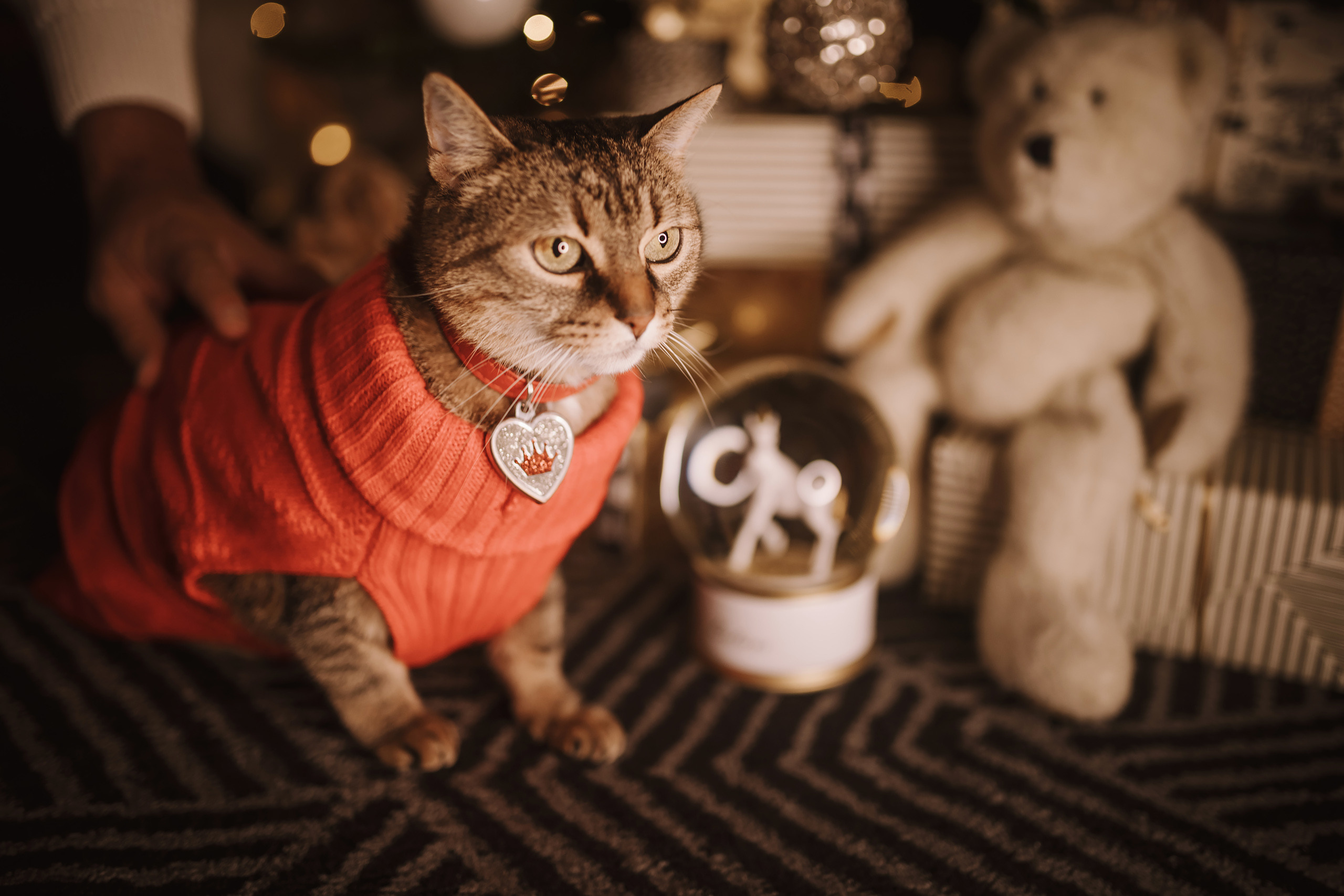 11182021 Christmas Photoshoot 2. Wedding family event photographer in Chicago Nick Yushevich