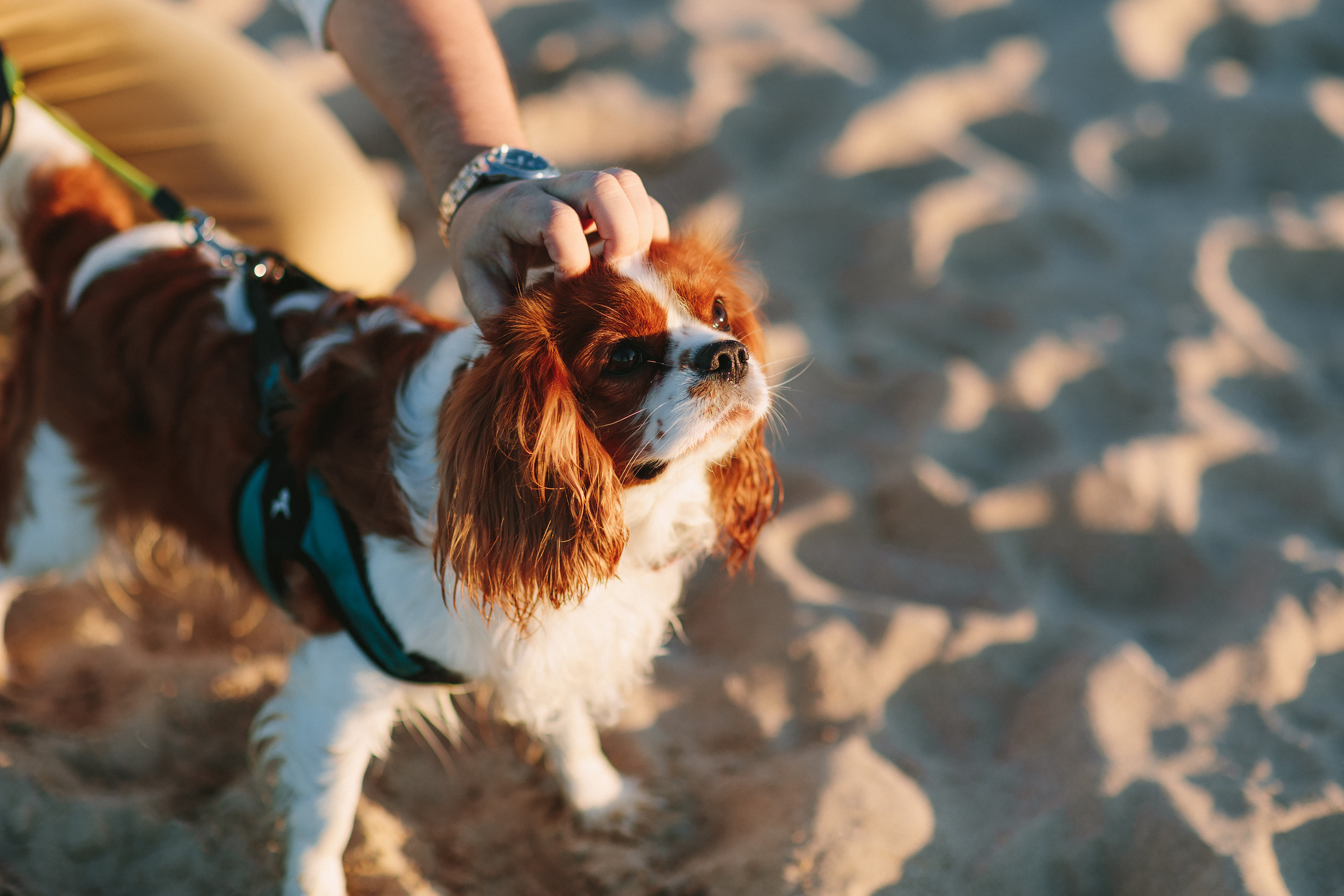 10.18.2021 Walk in Chicago. Wedding family event photographer in Chicago Nick Yushevich