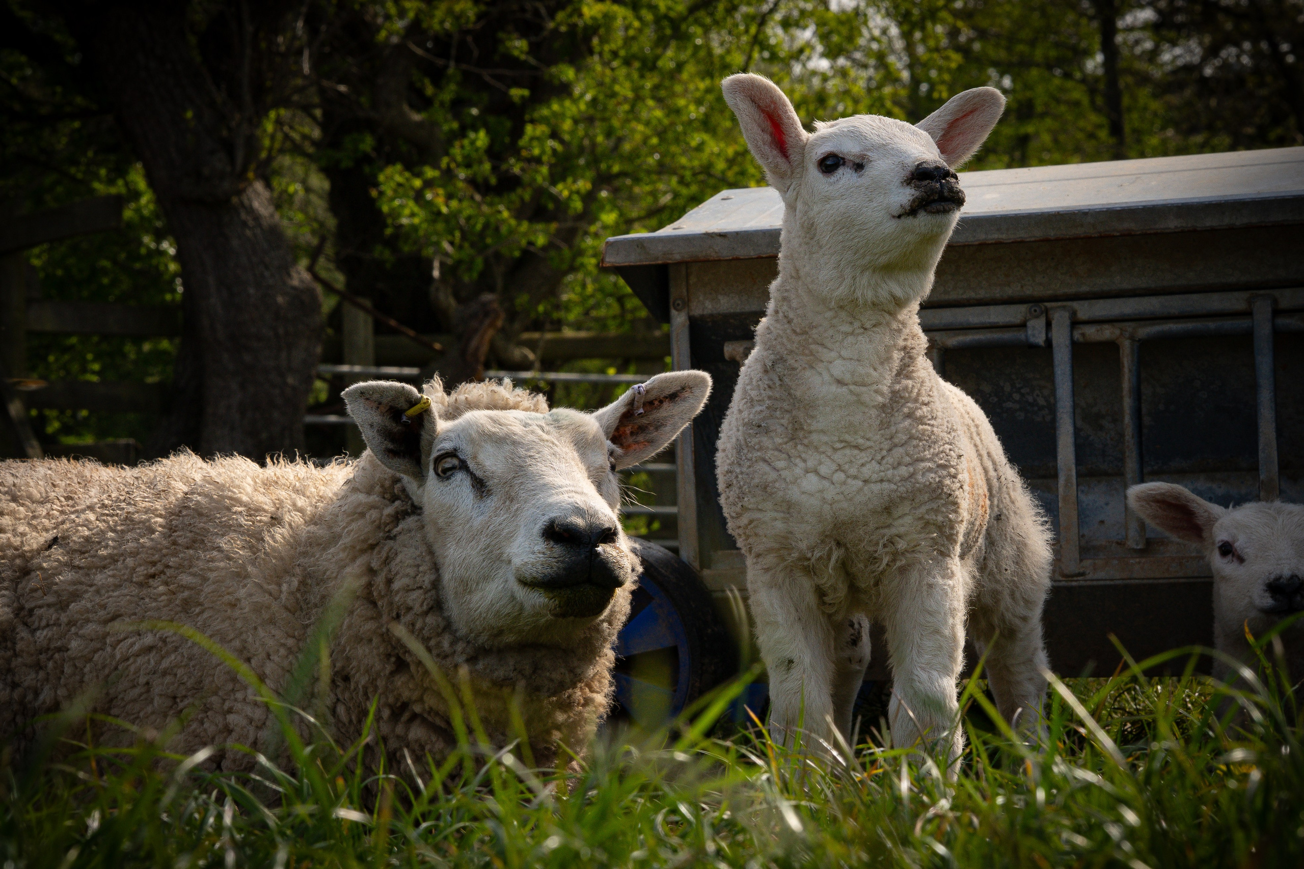 Farming. Ryan Hewitt Photographer