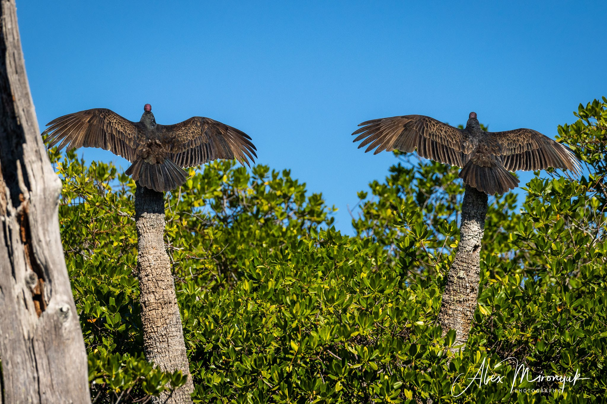Exploring True Florida: Springs, Rivers & Manatees by Canoe. Pet, Senior, Landscape, portrait studio, photographer in Miami and Sou