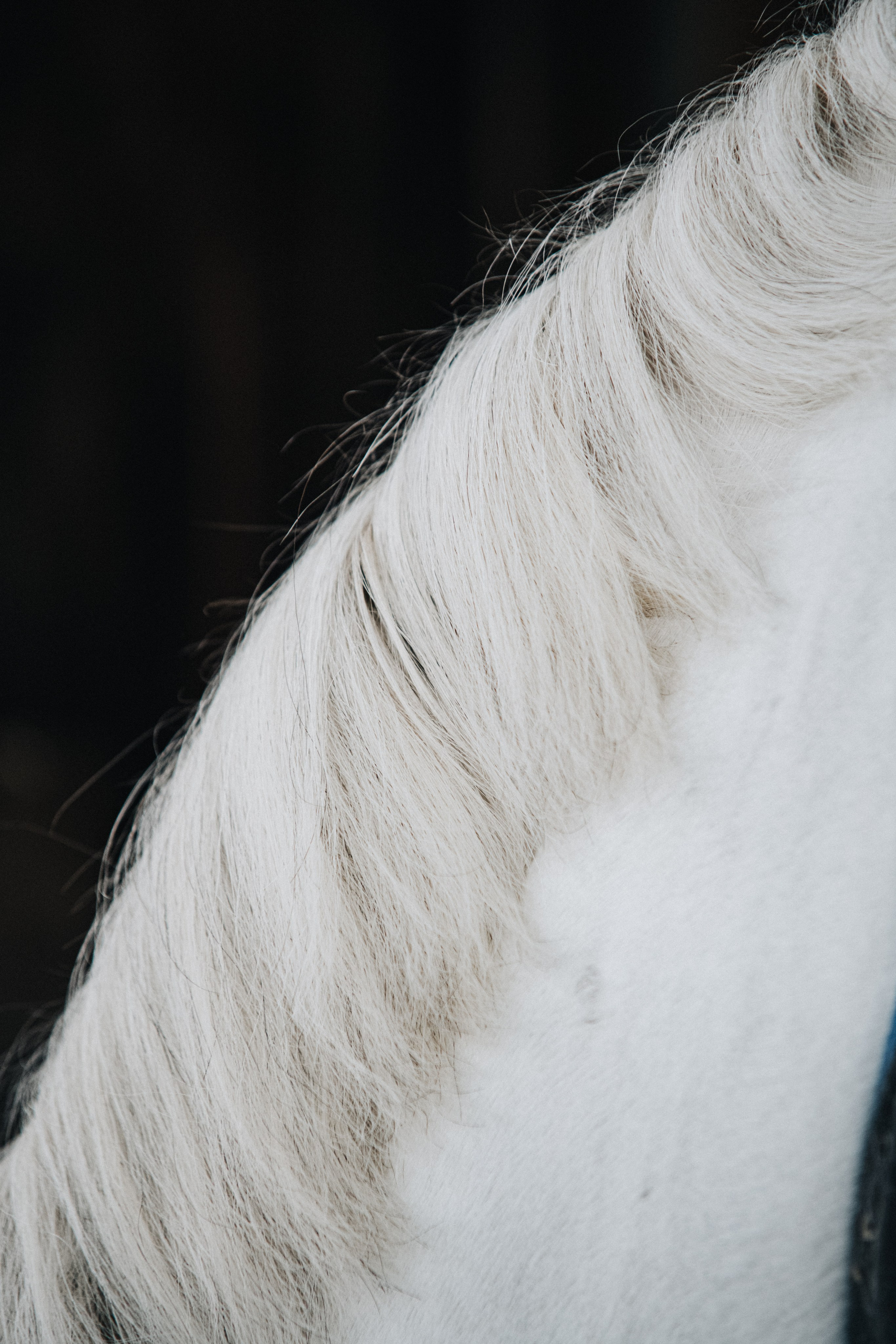 HORSES. Anastasiia Antoniuk portrait, family and couple photographer, Portugal