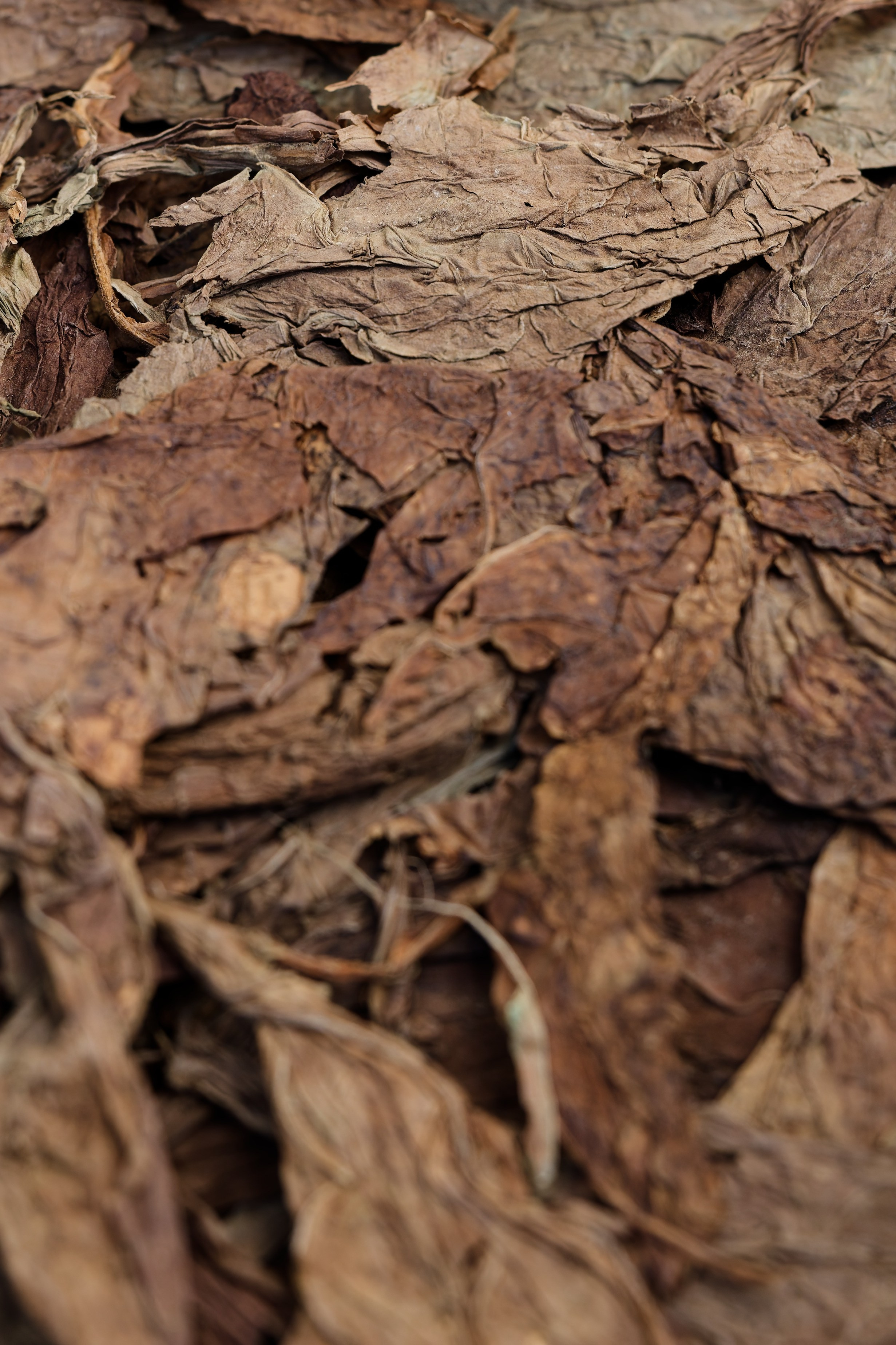 Welcome dinner of Gracie & Joe at Gran Villa Rosa