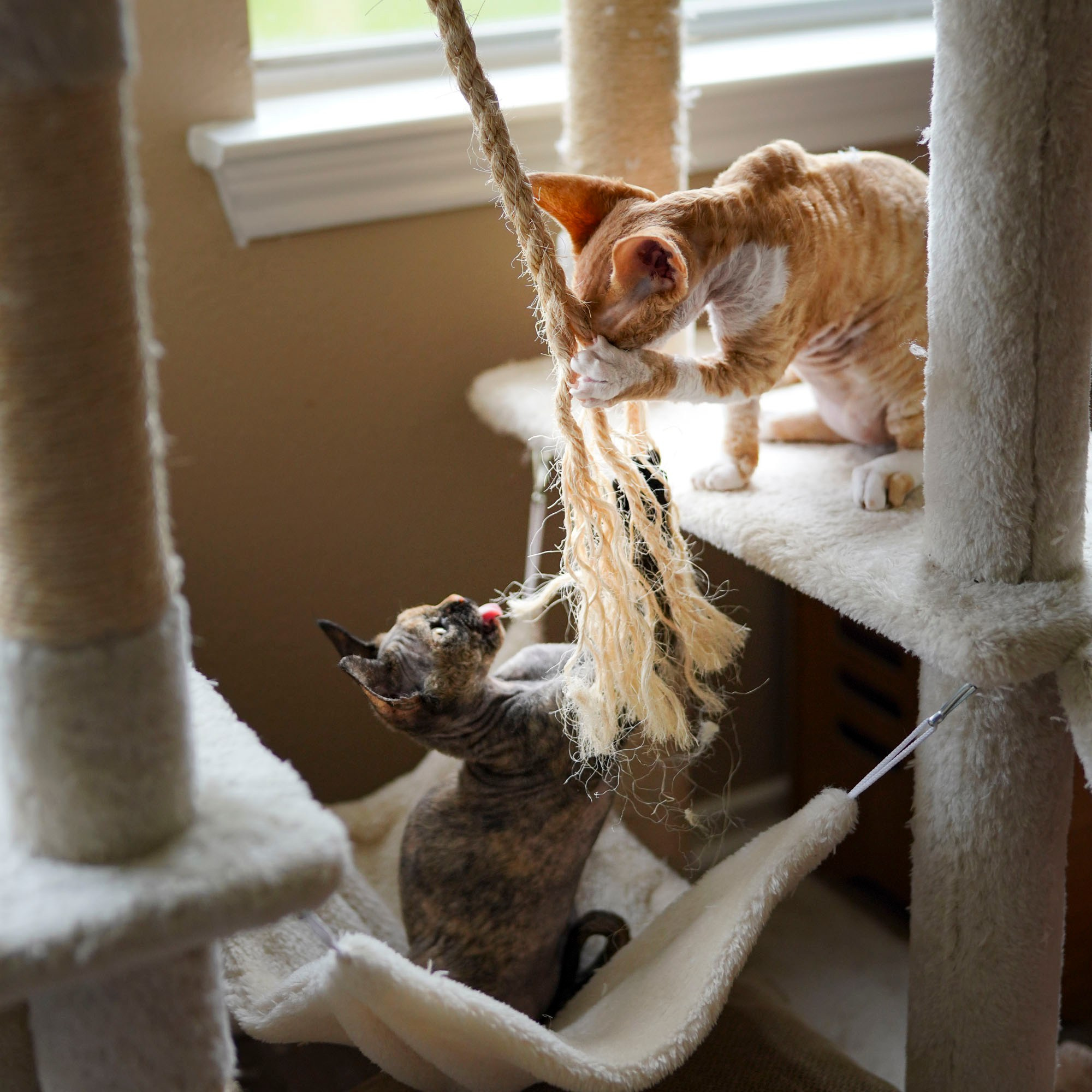 Bambi, Boy, born on 29.07.23, SOLD. Devon Rex Pixie Cattery