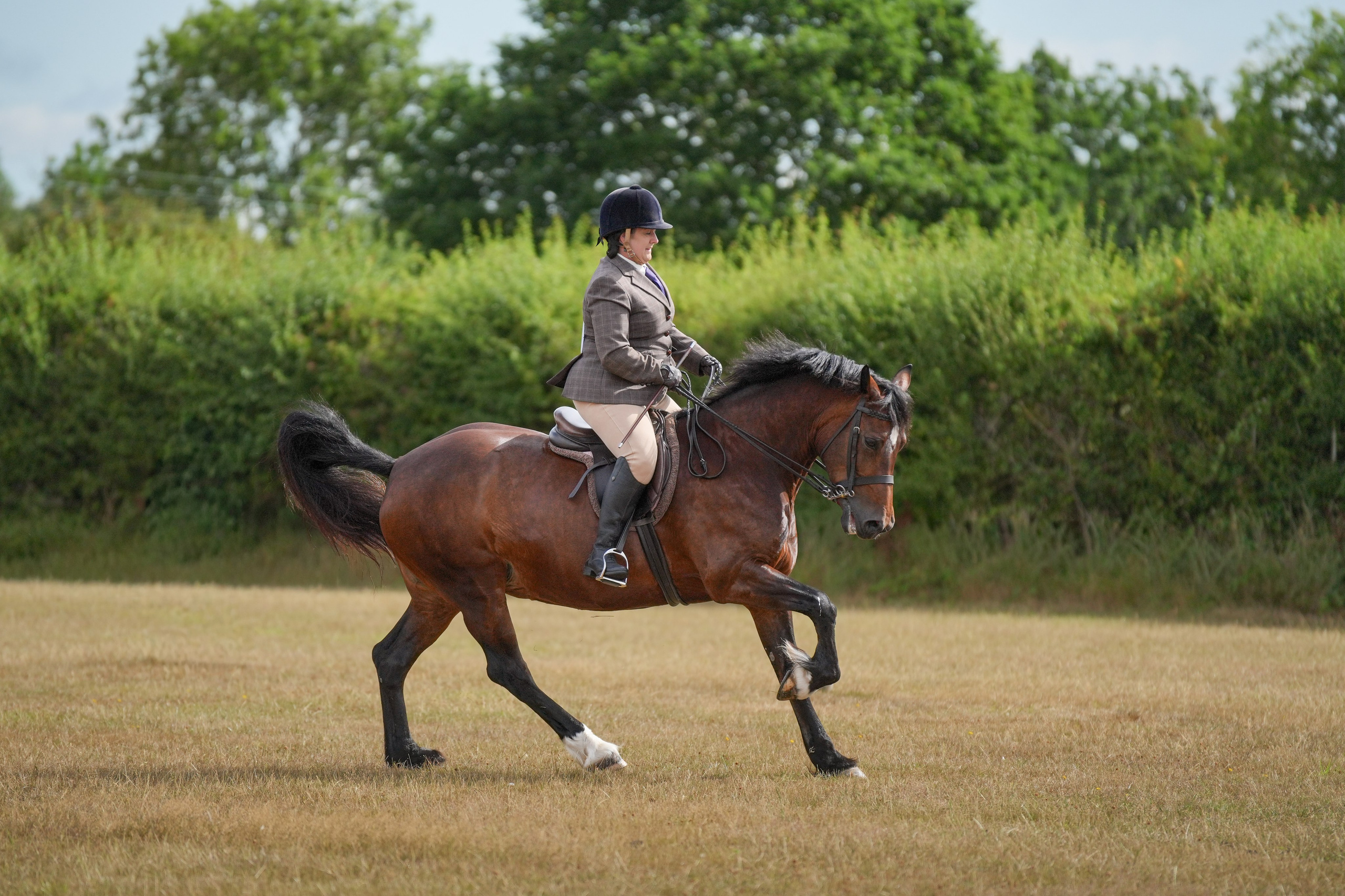 Showing. Leicestershire Equine Photography by El | Authentic Equine Portraits & Events