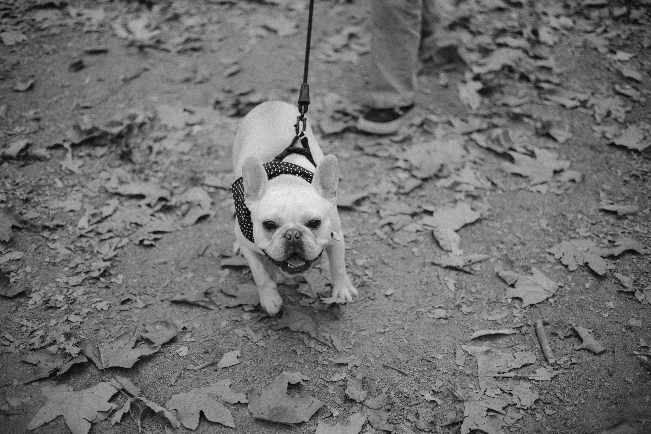 Alie & Asiago. Photographer in Los Angeles. Julia Ishmuratova