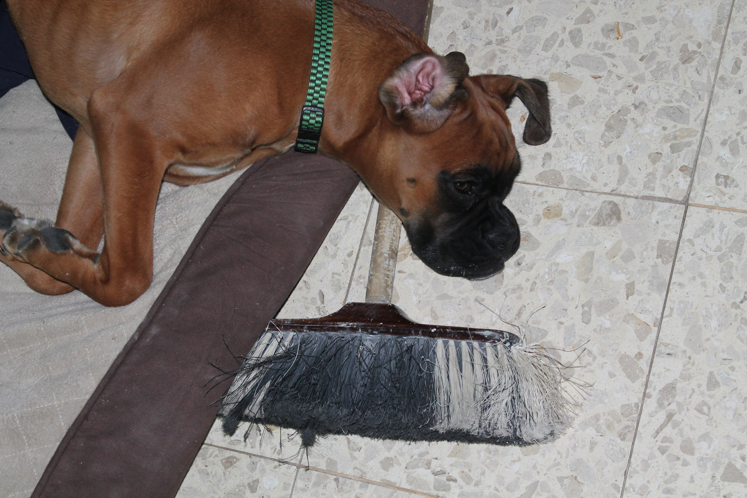 My ״Star״ Boxer Dog