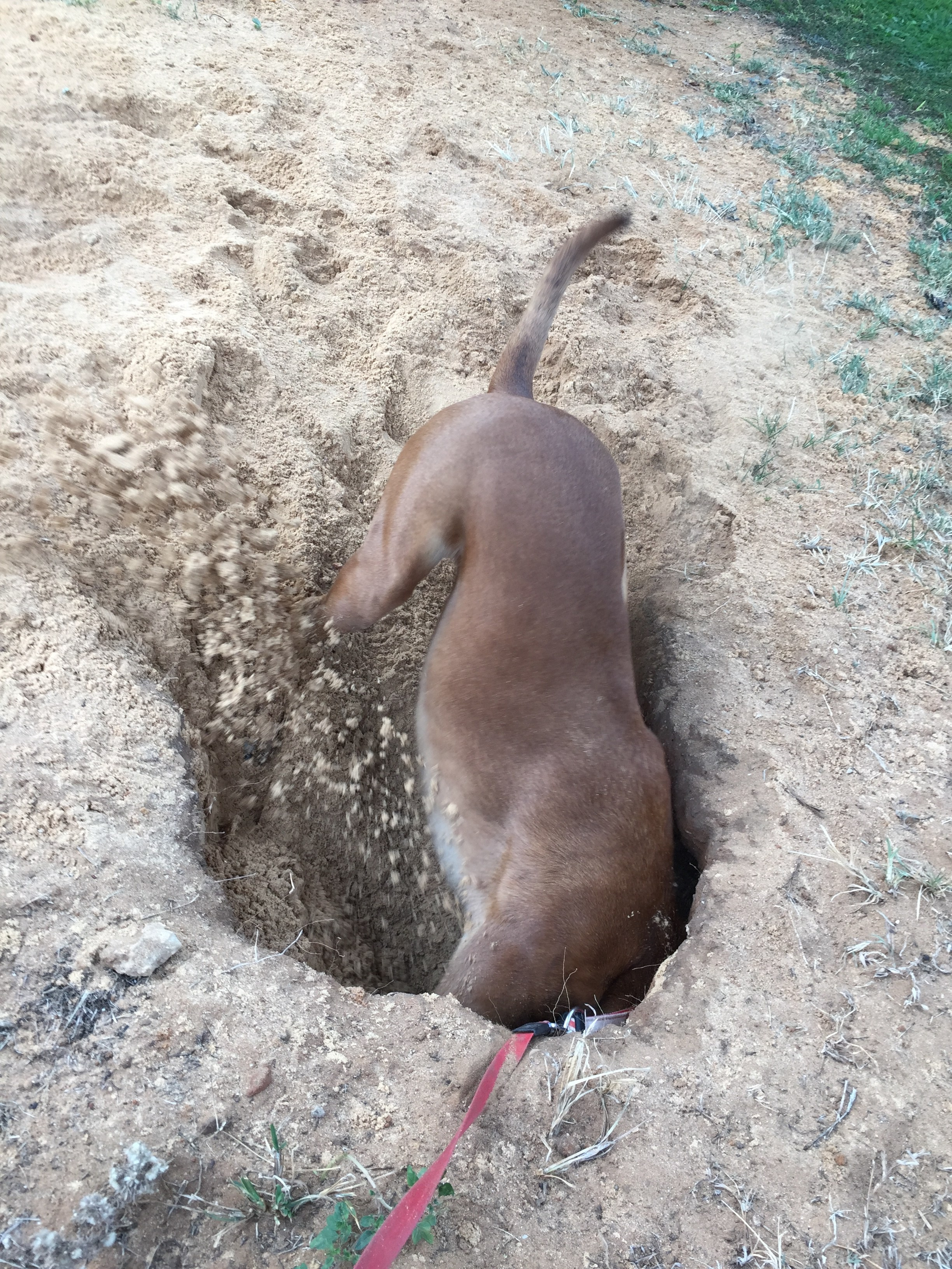 My ״Star״ Boxer Dog