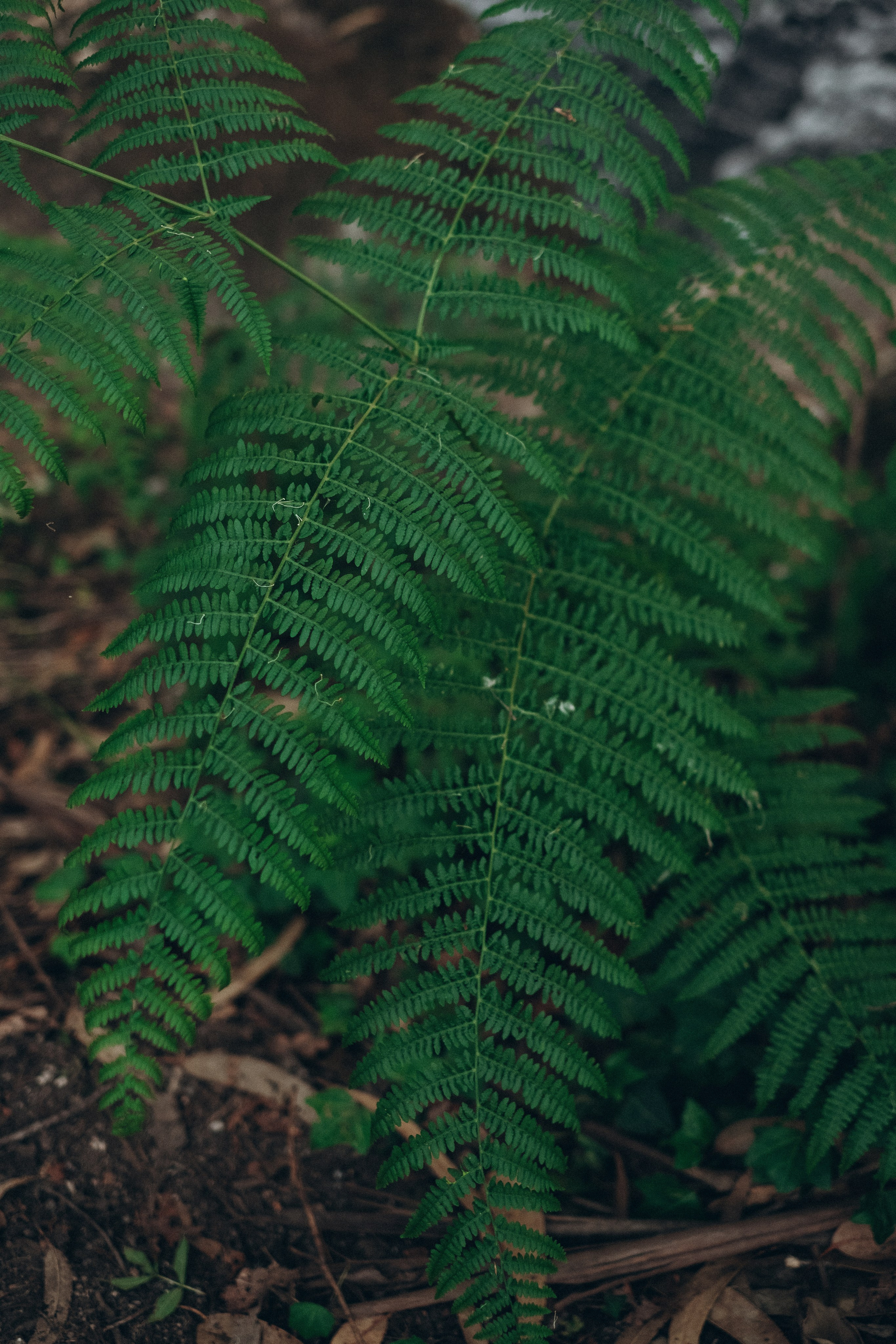 Maternity Photoshoot in Portugal — Artistic Pregnancy Session