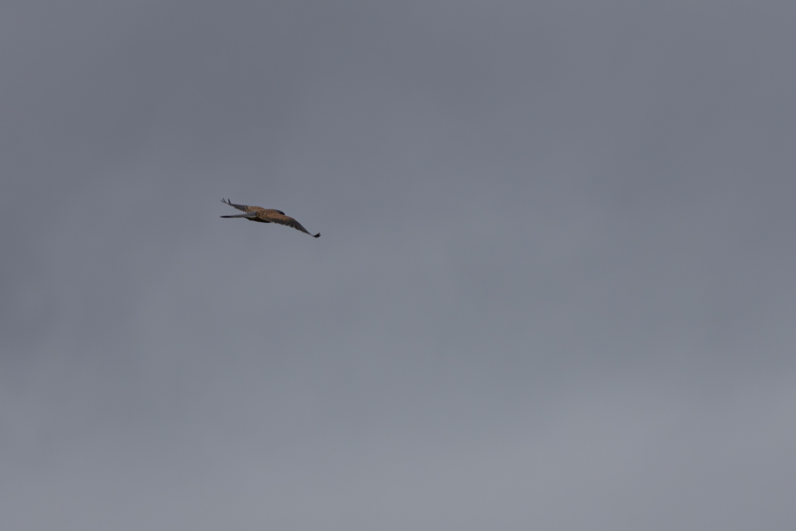 საგაზაფხულო გასეირნება წავკისისწყალის ხეობაში. FramefreeMan