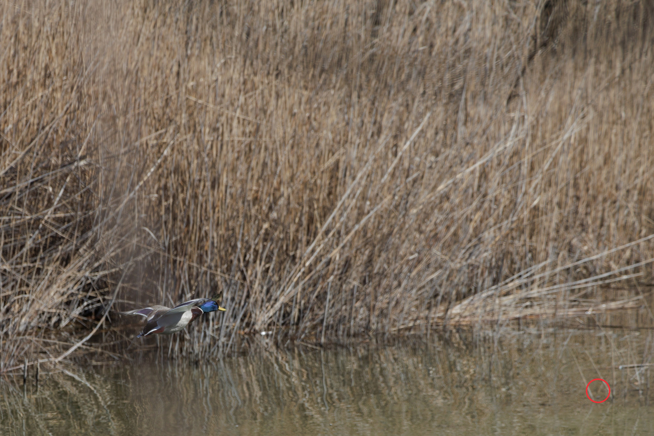 გასეირნება კრწანისის ტბებზე. FramefreeMan