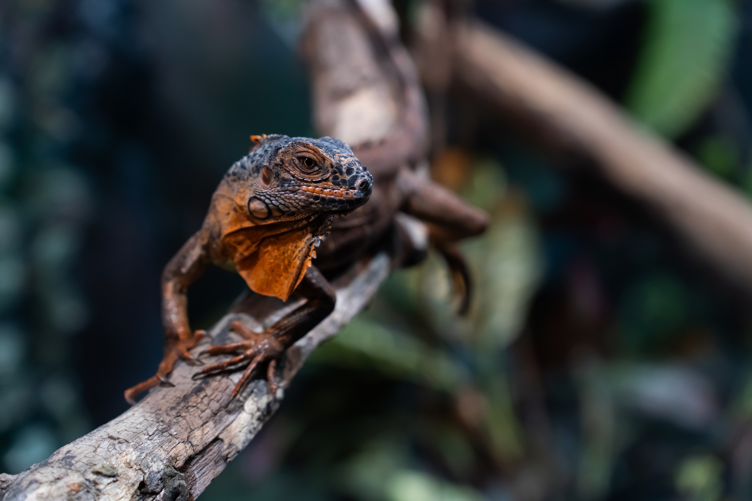 Reptile. Bycristinaciobanu