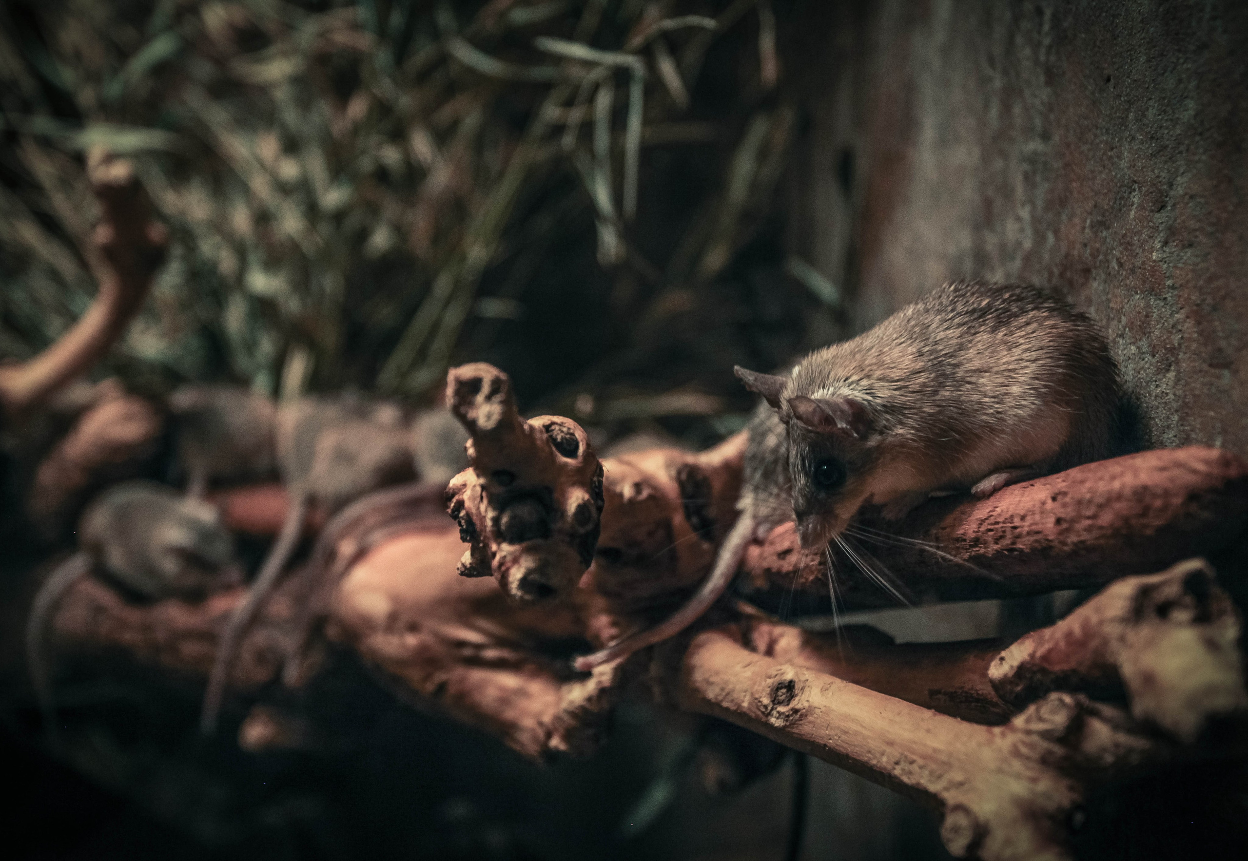 ЧЕХИЯ. Стрит-фотография, полная абсурда, идиотизма и красоты