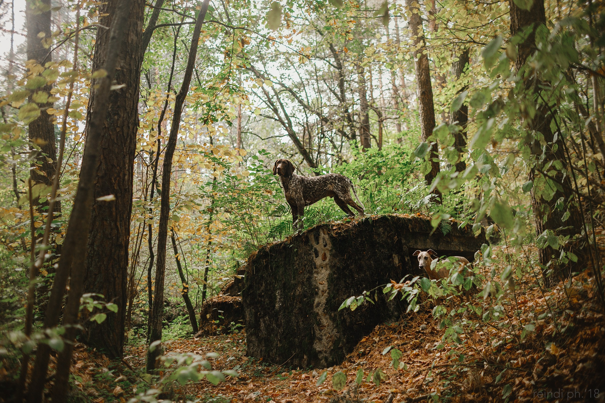 «Kasmach» dogs ammunition. Kaja | fotograf we Wrocławiu | ludzie i psy
