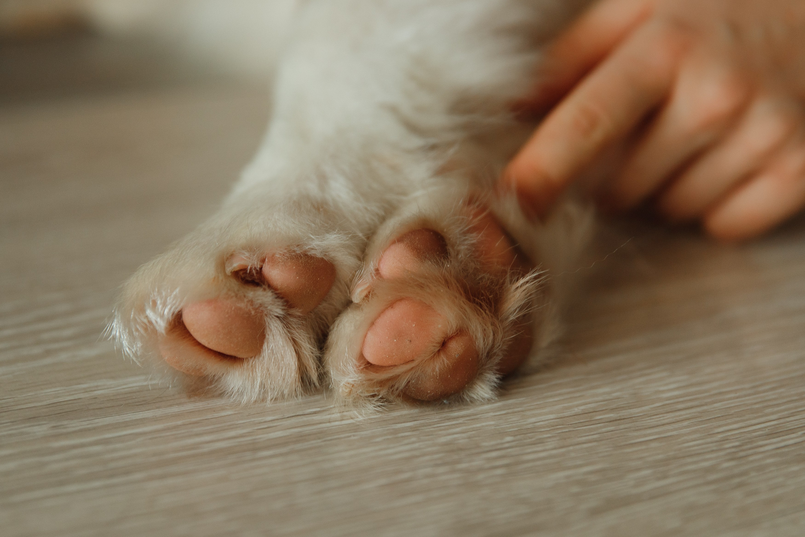 Fotografia psów Wrocław. Kaja | fotograf we Wrocławiu | ludzie i psy