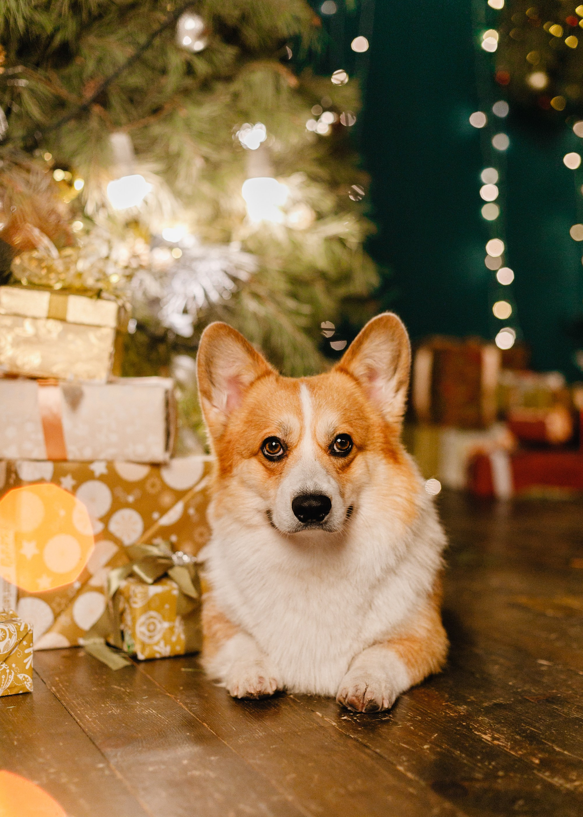 New Year corgis in studio. Kaja | fotograf we Wrocławiu | ludzie i psy