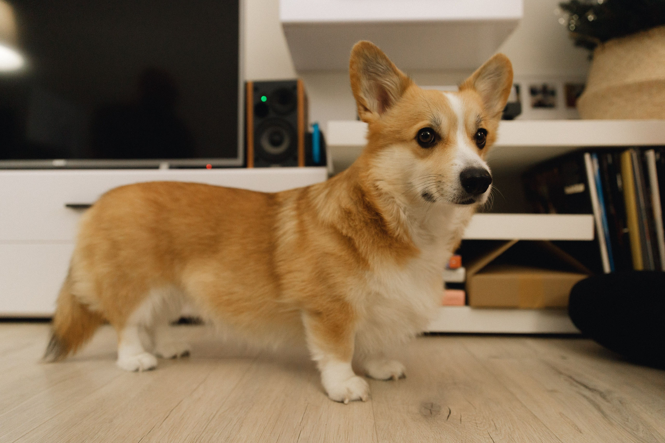 Dasha & Daisy. Kaja | fotograf psów we Wrocławiu