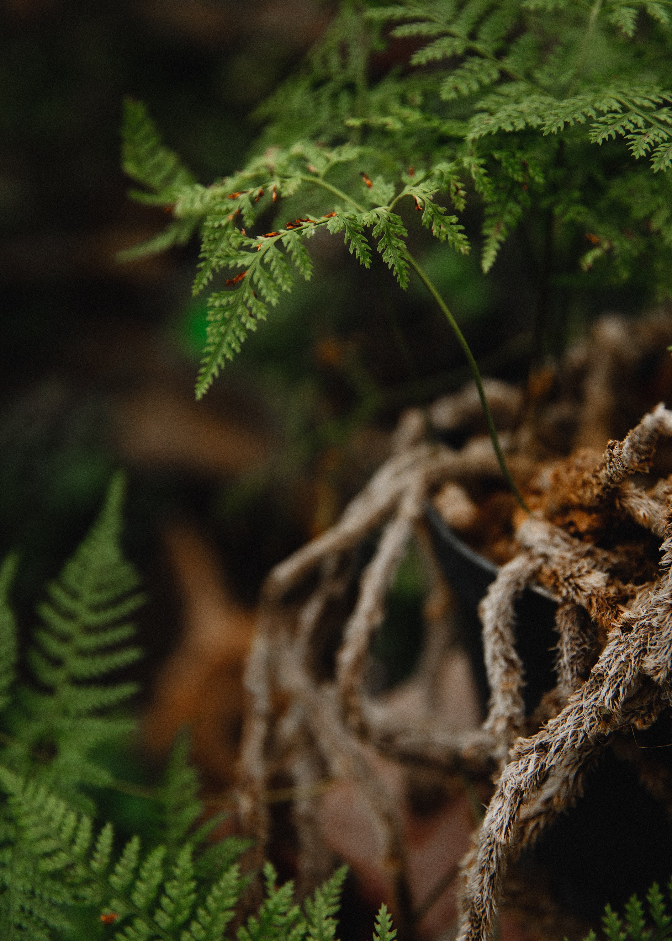 Botanical garden in Wroclaw. Kaja | fotograf we Wrocławiu | ludzie i psy