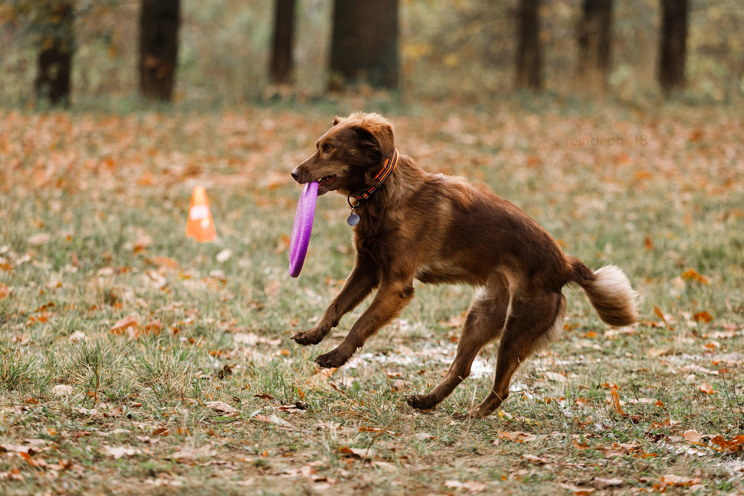 Frisbee and dog puller championship | autumn. Kaja | fotograf we Wrocławiu | ludzie i psy