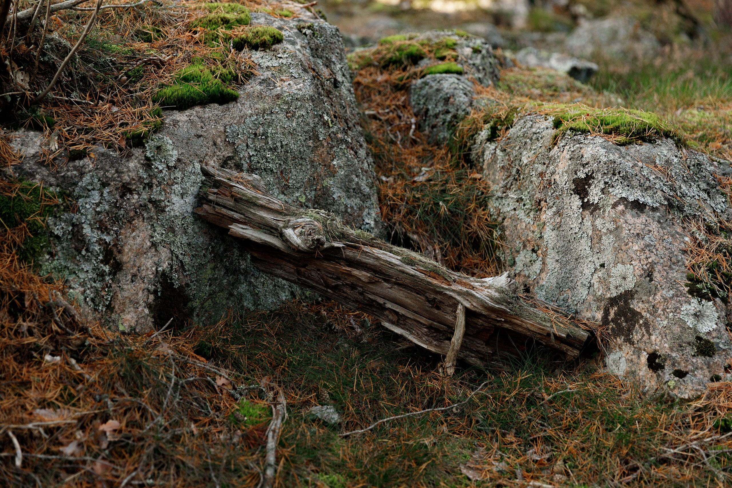 Turku. Kaja | fotograf psów we Wrocławiu