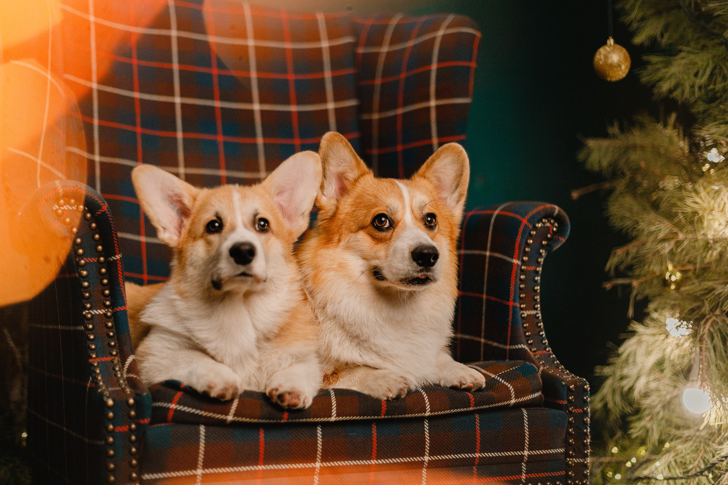 New Year corgis in studio. Kaja | fotograf we Wrocławiu | ludzie i psy