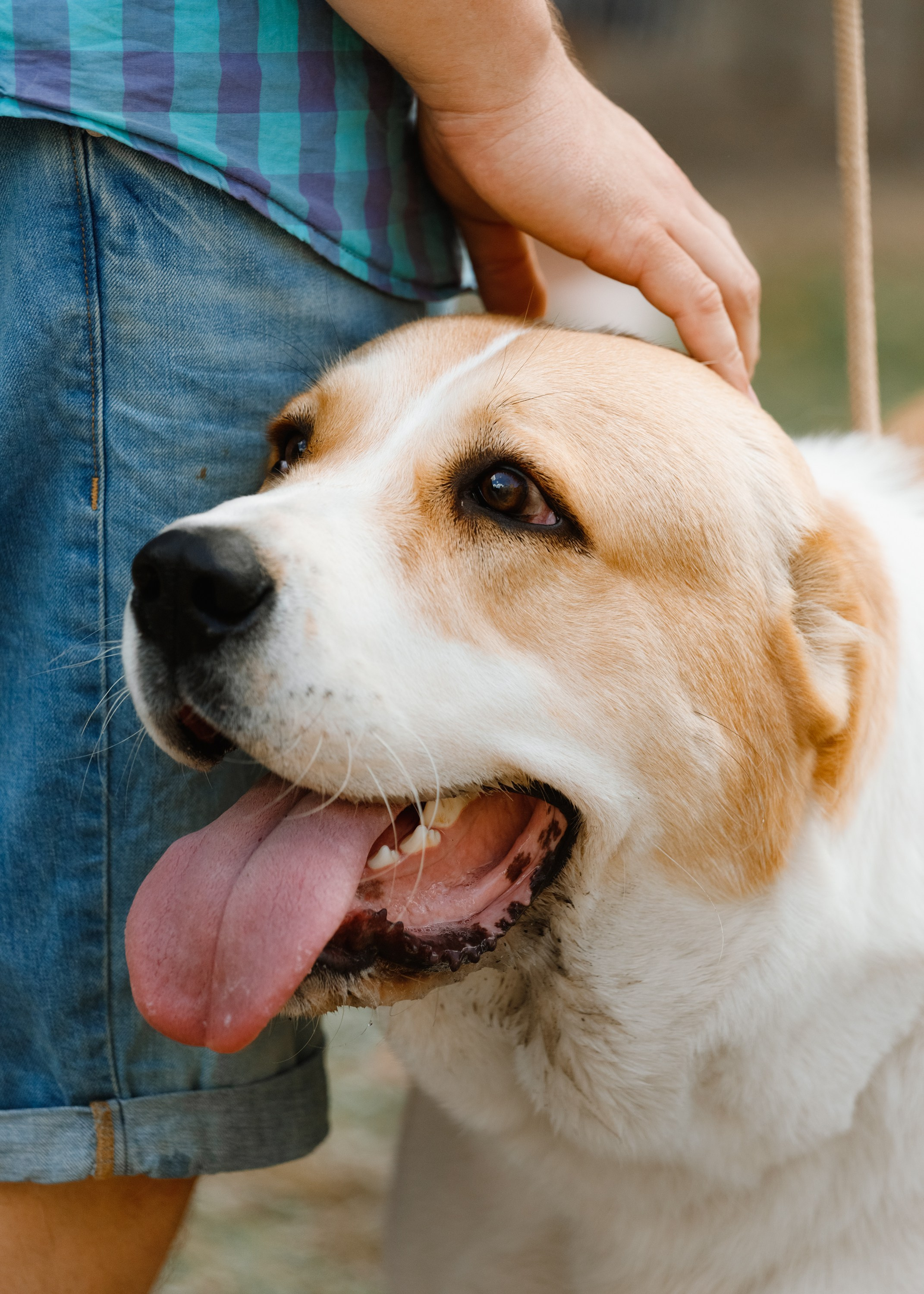 «Argus» dog show in Brest. Kaja | fotograf we Wrocławiu | ludzie i psy