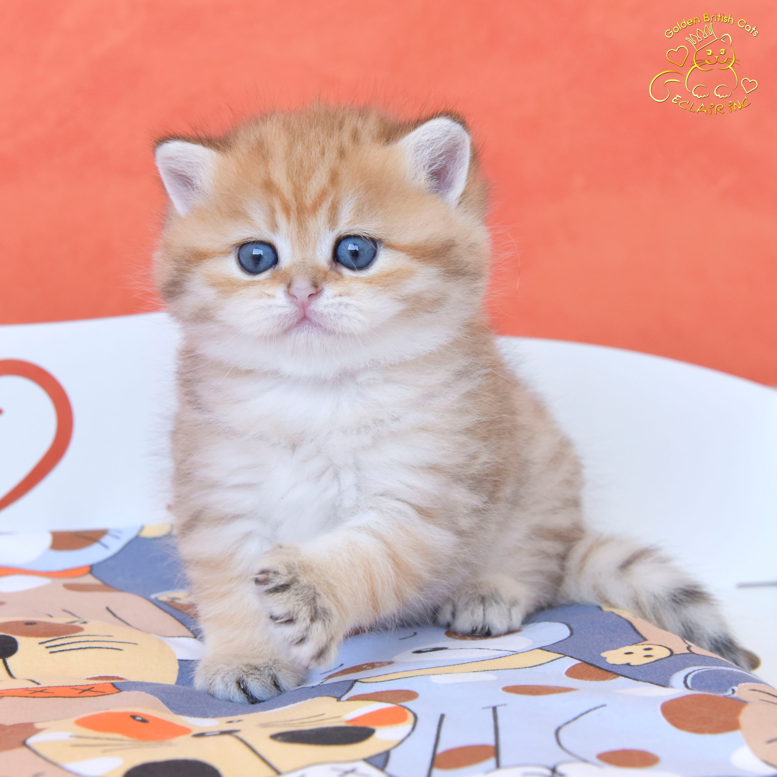 Βρετανικά γατάκια στην Αθήνα, βρετανικά γατάκια Κύπρος, βρετανική γάτα Λεμεσός, βρετανική γάτα Κύπρος τιμή, εκτροφείο βρετανικής γάτας Κύπρος, εκτροφείο βρετανικής γάτας Λεμεσός, εκτροφείο βρετανικής γάτας Λάρνακα, εκτροφείο βρετανικής κοντότριχης γάτας στην Αθήνα, εκτροφείο βρετανικής κοντότριχης στην Ελλάδα, βρετανική κοντότριχη γάτα τιμή