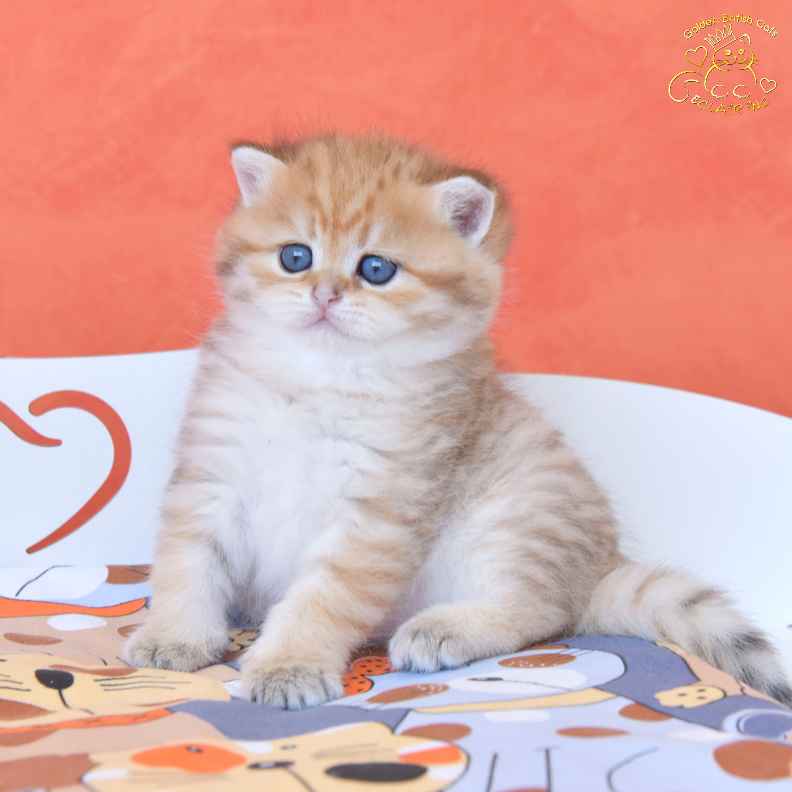 Βρετανικά γατάκια στην Αθήνα, βρετανικά γατάκια Κύπρος, βρετανική γάτα Λεμεσός, βρετανική γάτα Κύπρος τιμή, εκτροφείο βρετανικής γάτας Κύπρος, εκτροφείο βρετανικής γάτας Λεμεσός, εκτροφείο βρετανικής γάτας Λάρνακα, εκτροφείο βρετανικής κοντότριχης γάτας στην Αθήνα, εκτροφείο βρετανικής κοντότριχης στην Ελλάδα, βρετανική κοντότριχη γάτα τιμή