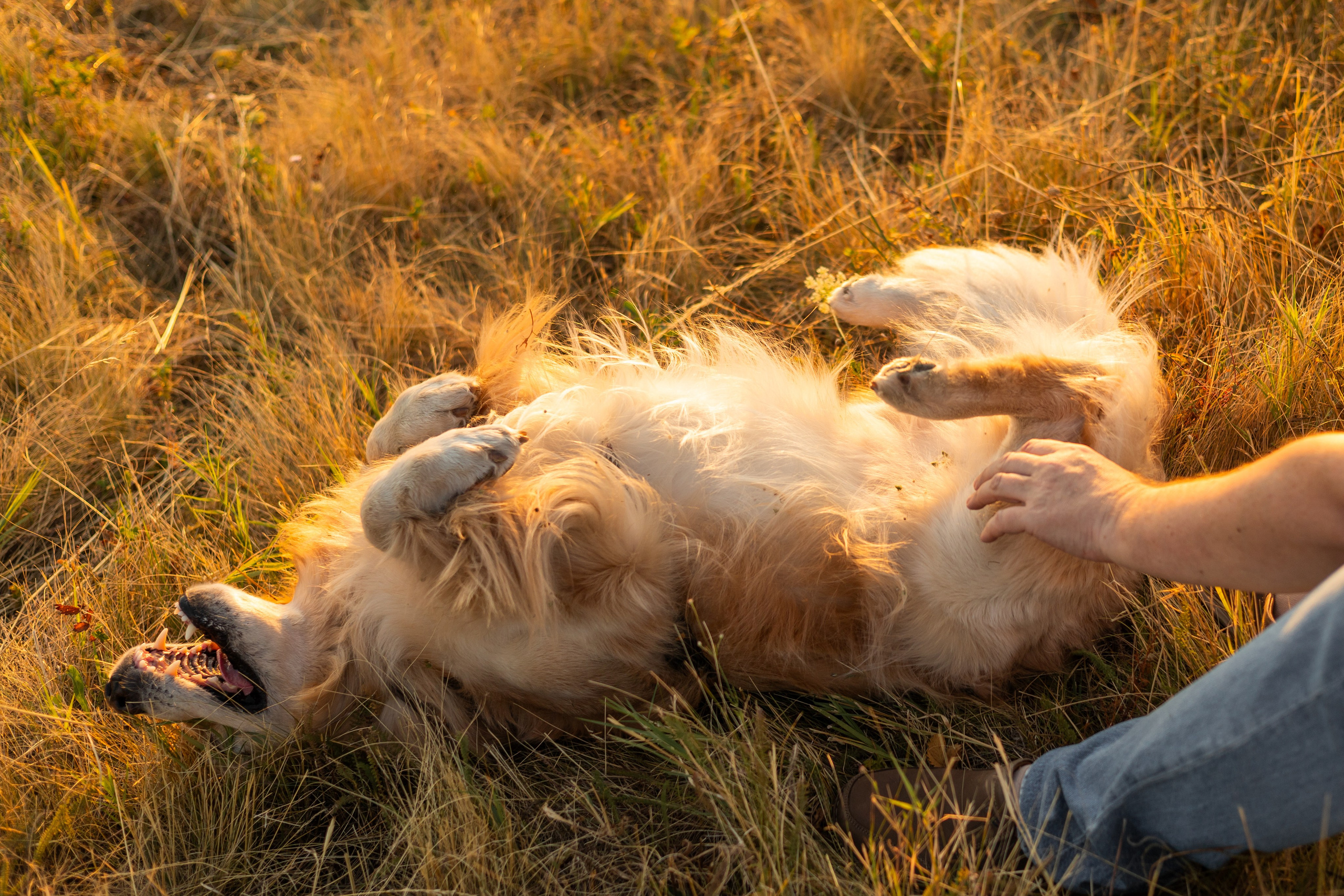Антон и Плюша. Фотограф-анималист | Белград