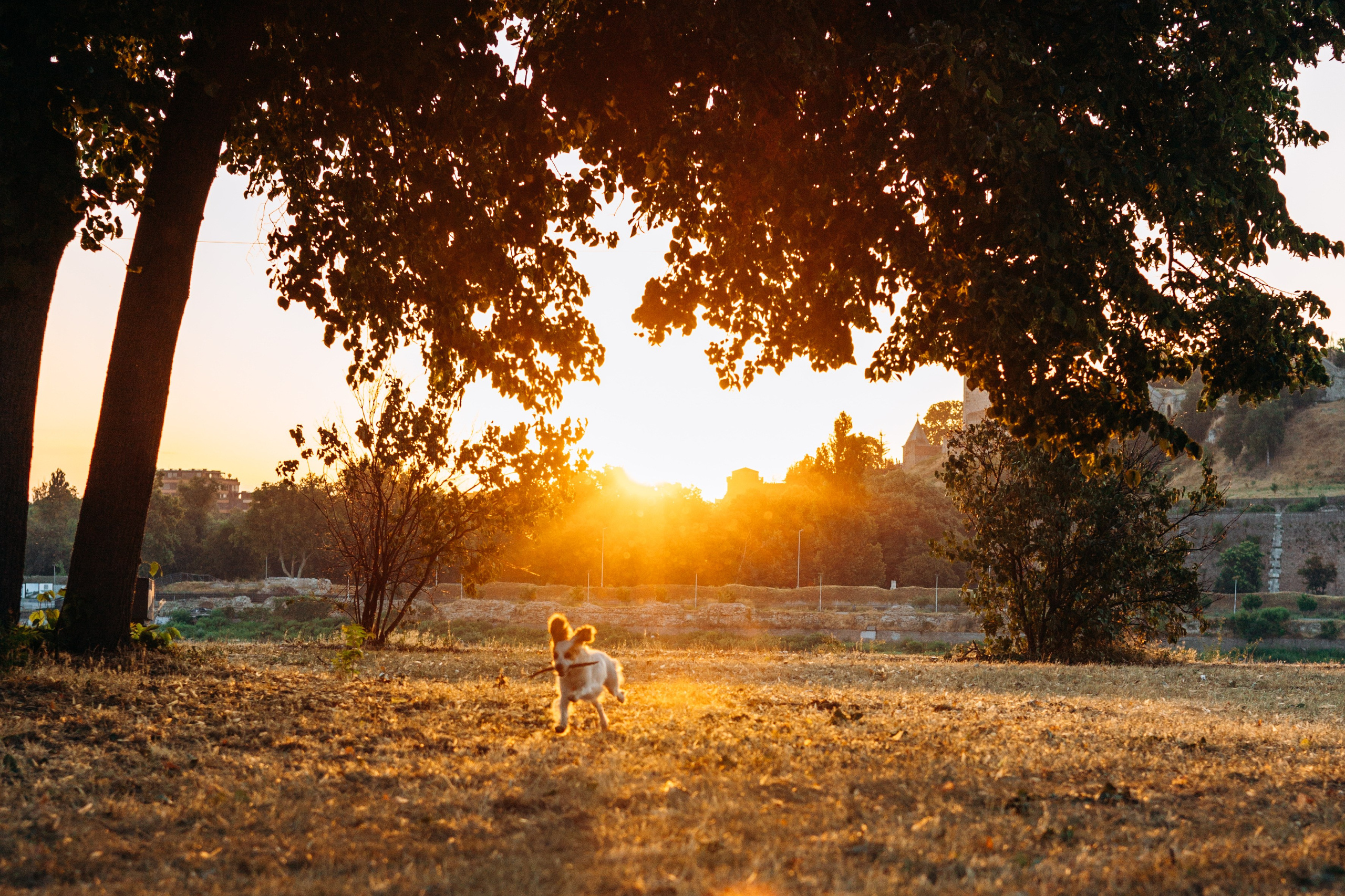 Софья и Арья. Фотограф-анималист | Белград