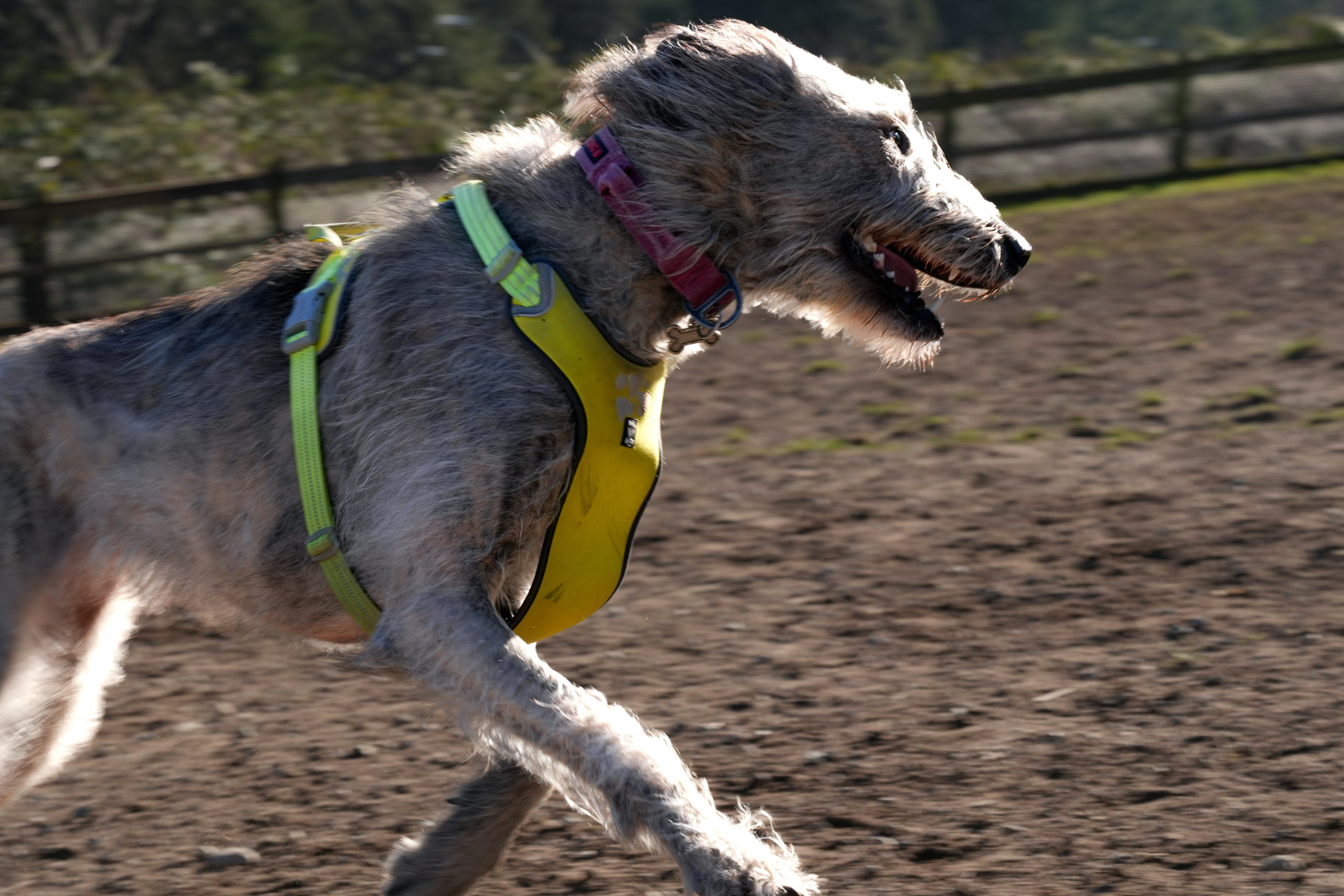 Pets. Shuttergry Photography