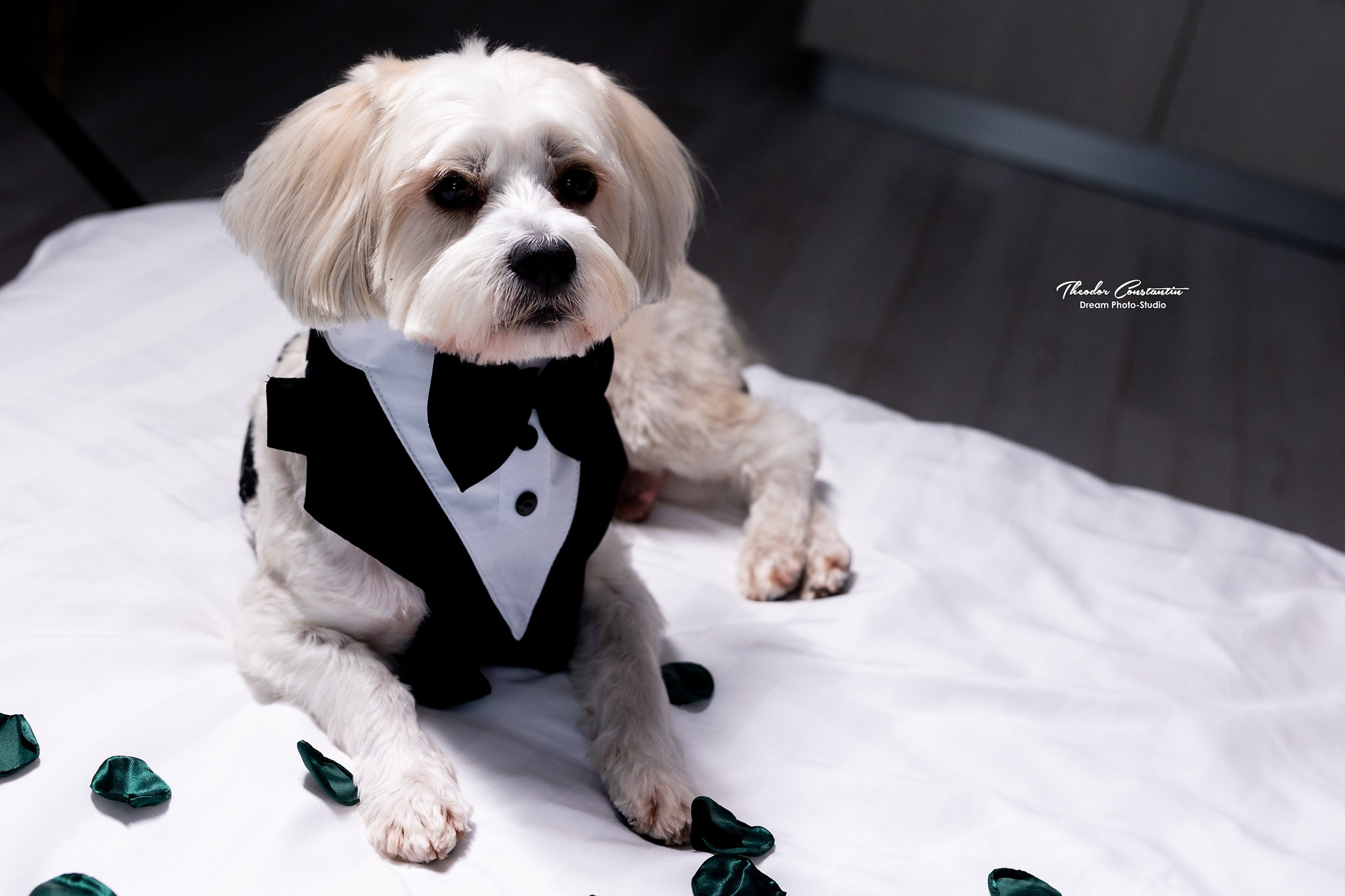 Nunta. Dream Studio Galați – ședințe foto profesionale pentru familie, portrete și evenimente