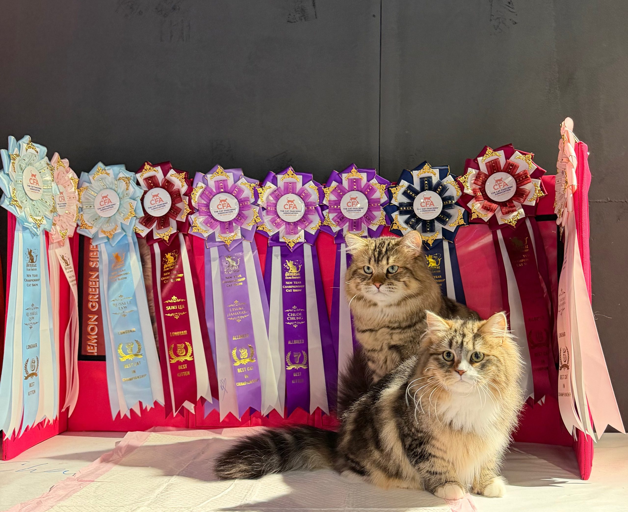 CFA UFF New Year Championship Cat Show (3-4 Jan 2026)
