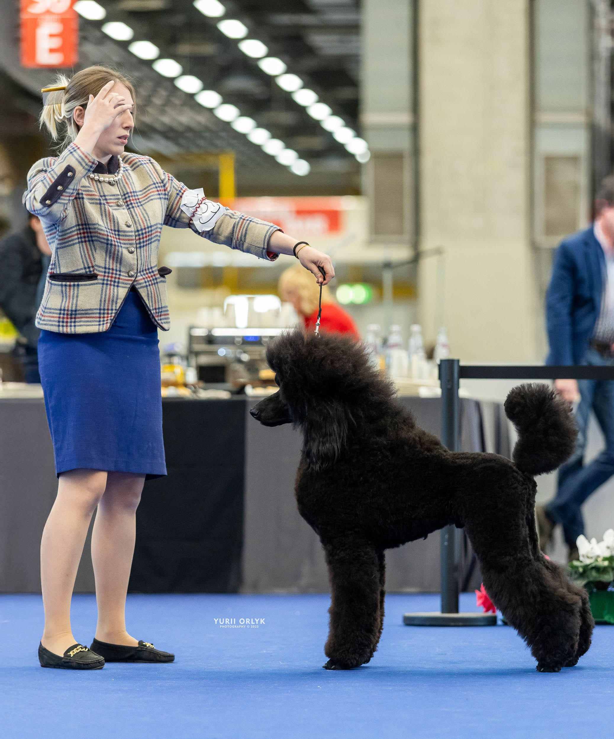 Dog Shows. Yurii Orlyk Photography