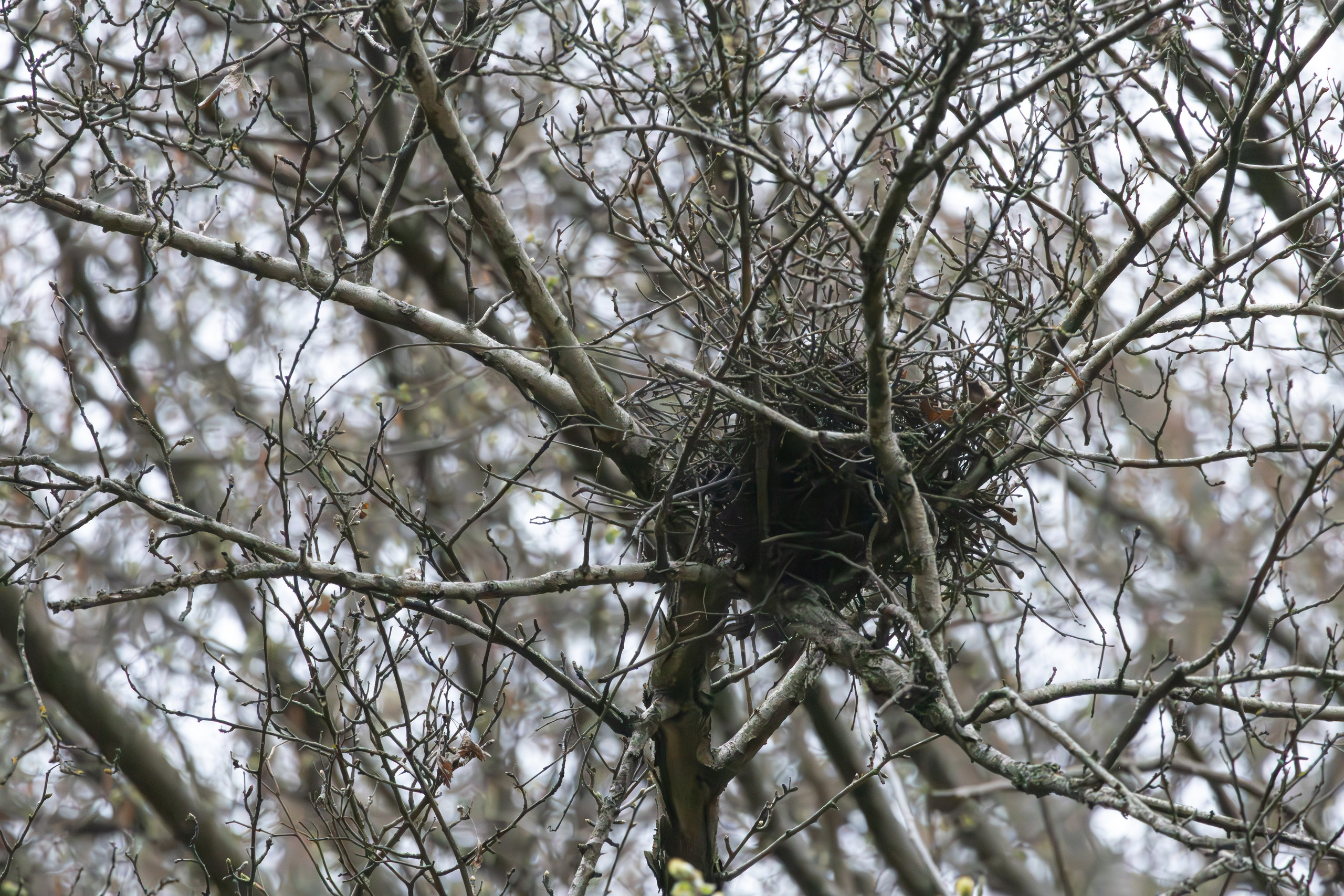 საგაზაფხულო გასეირნება წავკისისწყალის ხეობაში. FramefreeMan