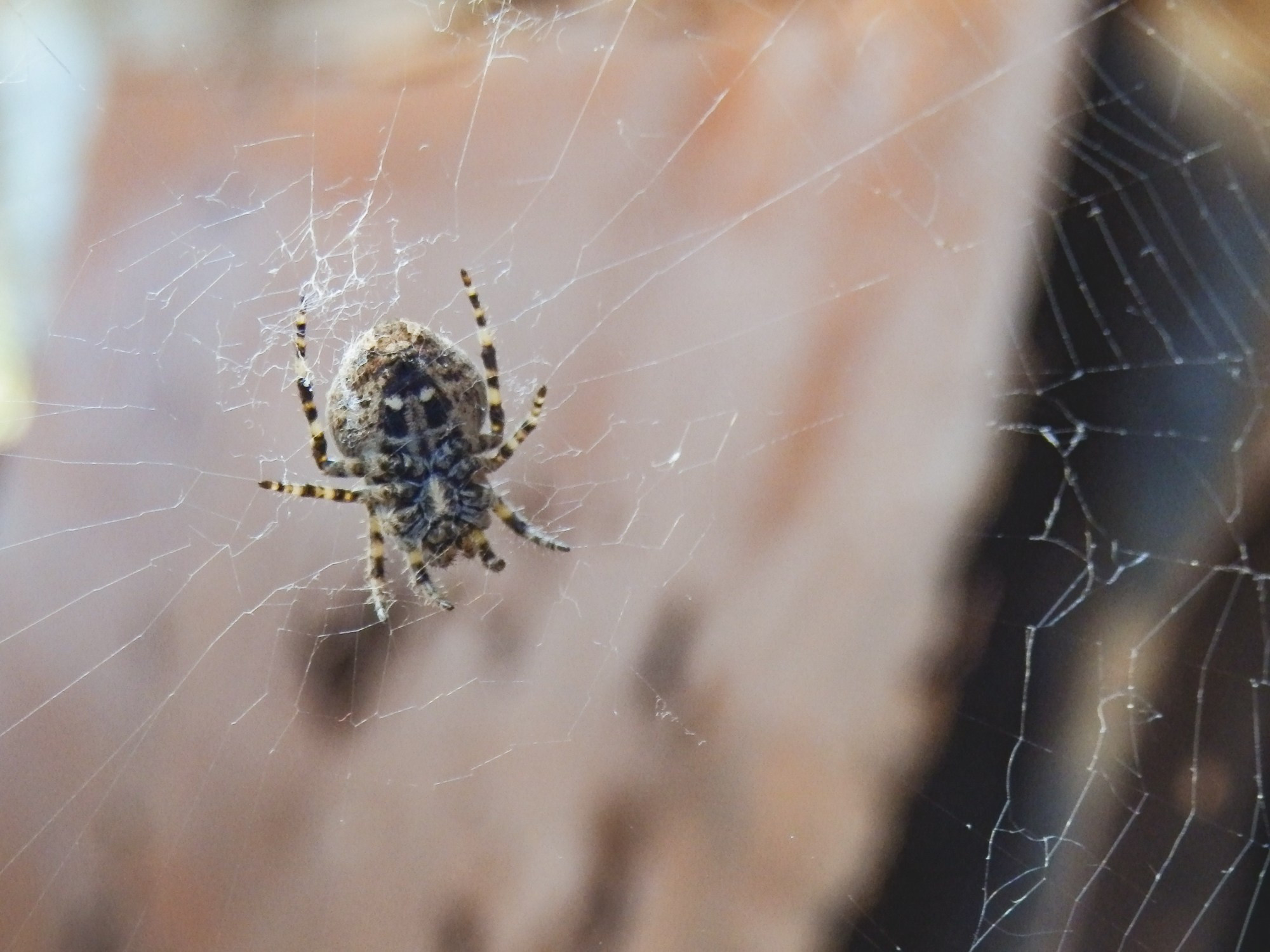 Peisaj /natura. Daniel Criste Fotograf
