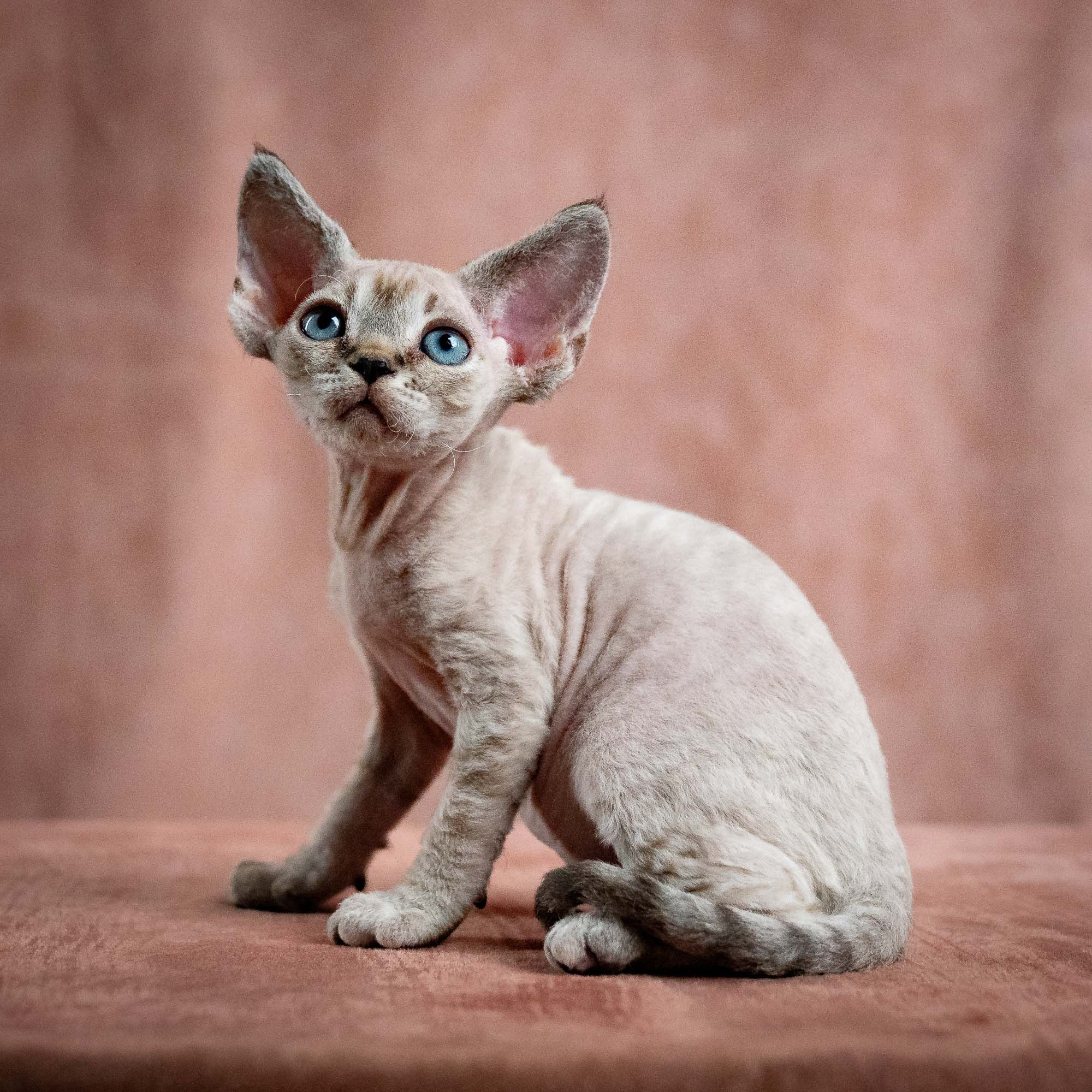 Nellie, girl, born 01.17.26. Devon Rex Pixie Cattery