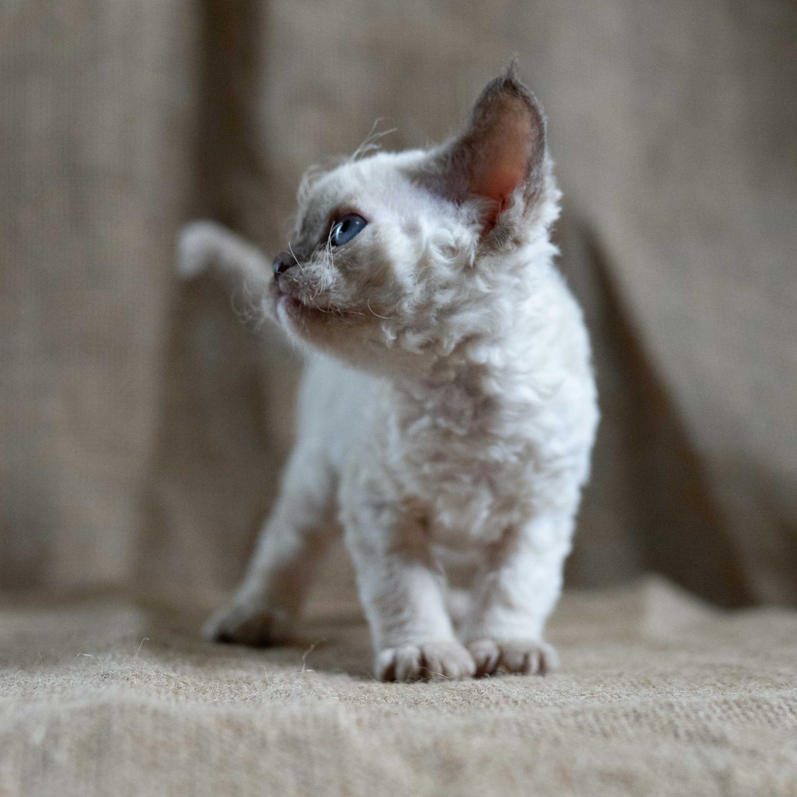 Luna, girl, born 12.20.2025. Devon Rex Pixie Cattery