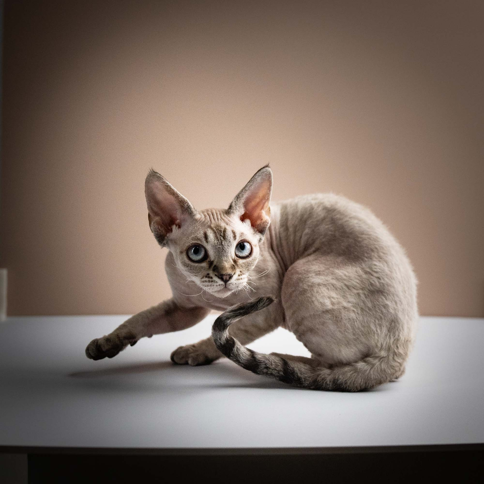 Nellie, girl, born 01.17.26. Devon Rex Pixie Cattery