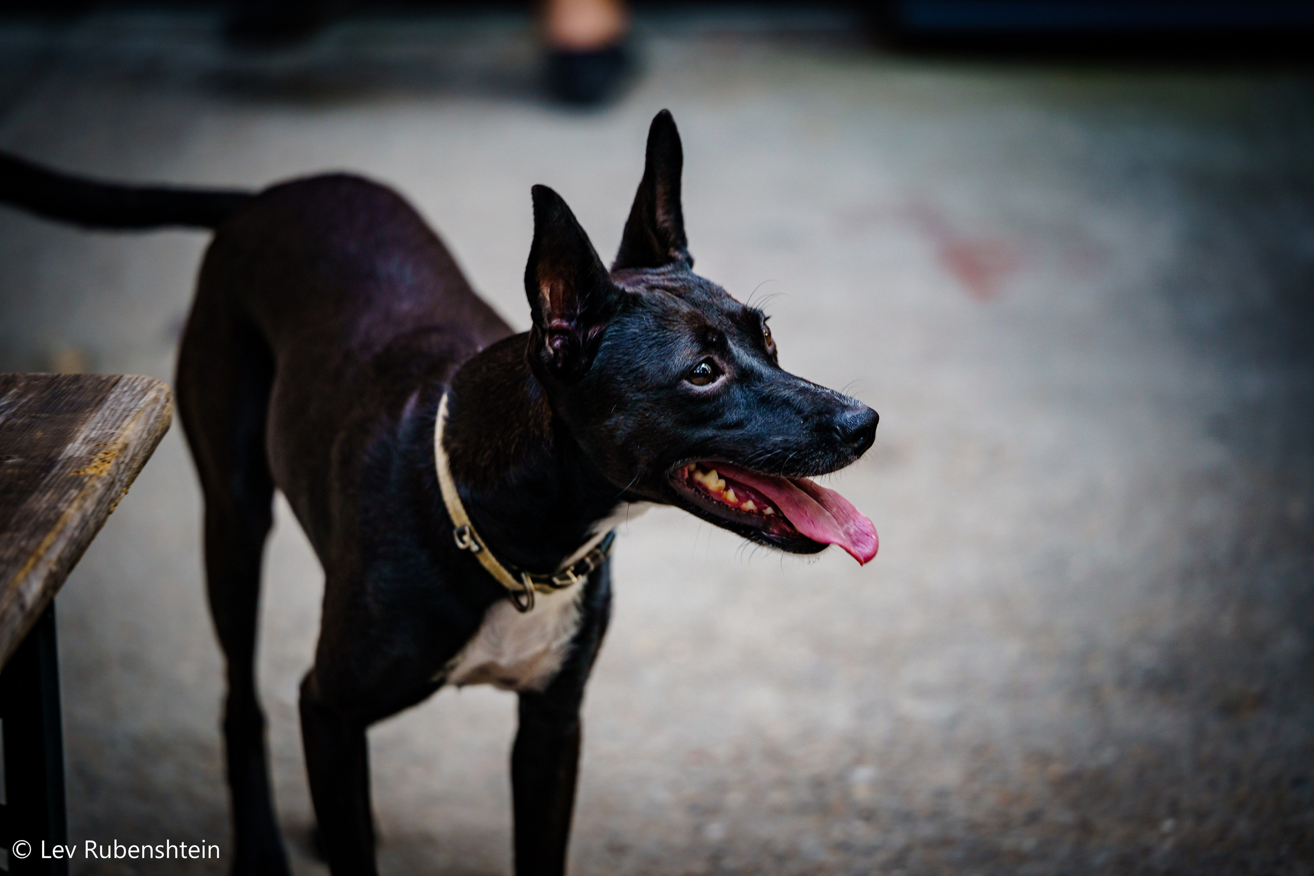 SUMMER FEST 17.08.2024. Concert and Event photographer in Belgrade, Serbia