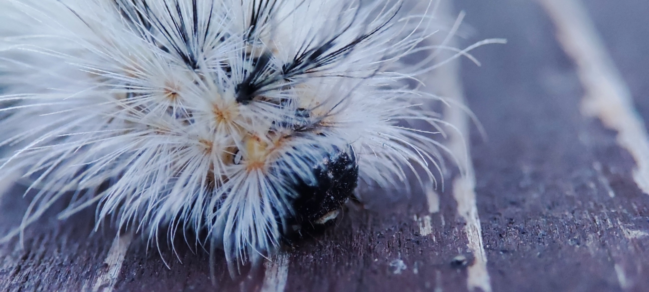 Fotografie Macro~ Close up. Andreea Ivan art-Fotograf Constanta, Fotograf profesionist Constanta, Fotograf de nunta Constanta, botez, sedinte foto cu tematica, portret