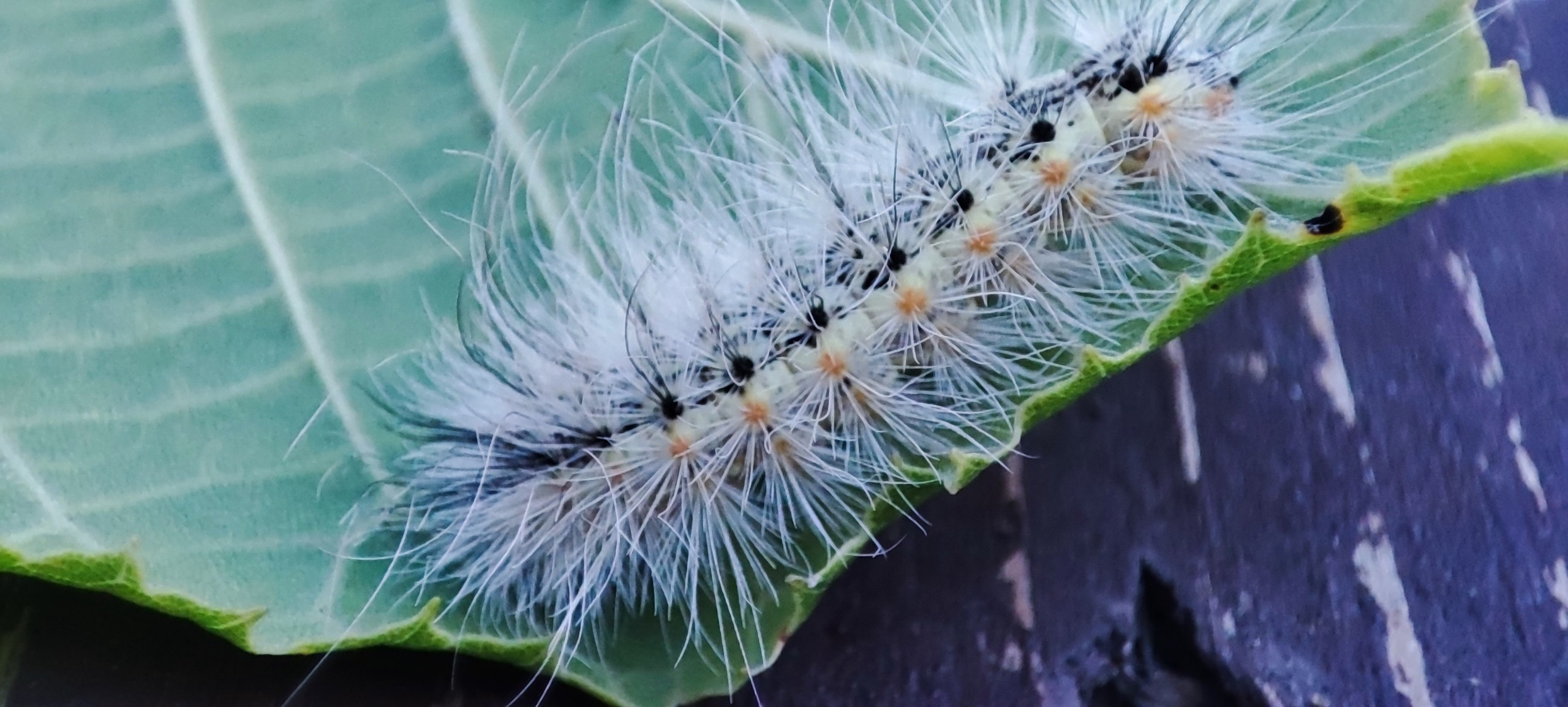 Fotografie Macro~ Close up. Andreea Ivan art-Fotograf Constanta, Fotograf profesionist Constanta, Fotograf de nunta Constanta, botez, sedinte foto cu tematica, portret